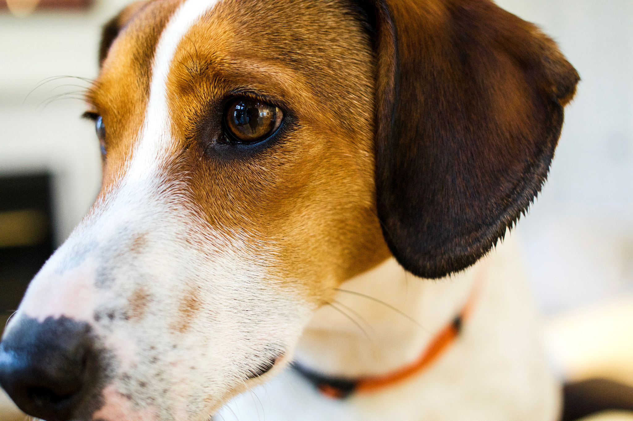 Sony Alpha a5000 (ILCE 5000) + ZEISS Touit 32mm F1.8 sample photo. Hank's closeup photography