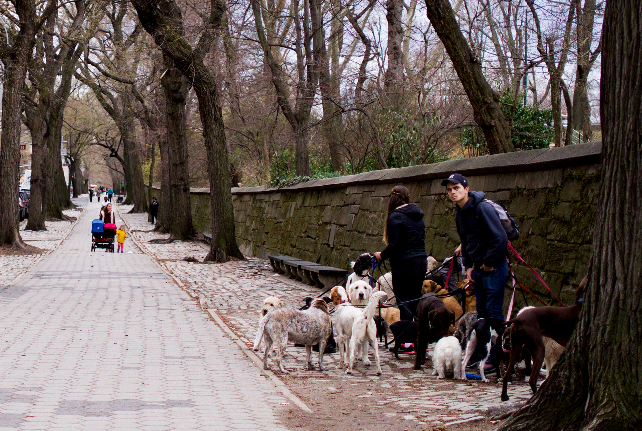 Sony Alpha a5000 (ILCE 5000) + ZEISS Touit 32mm F1.8 sample photo. Dog walkers photography