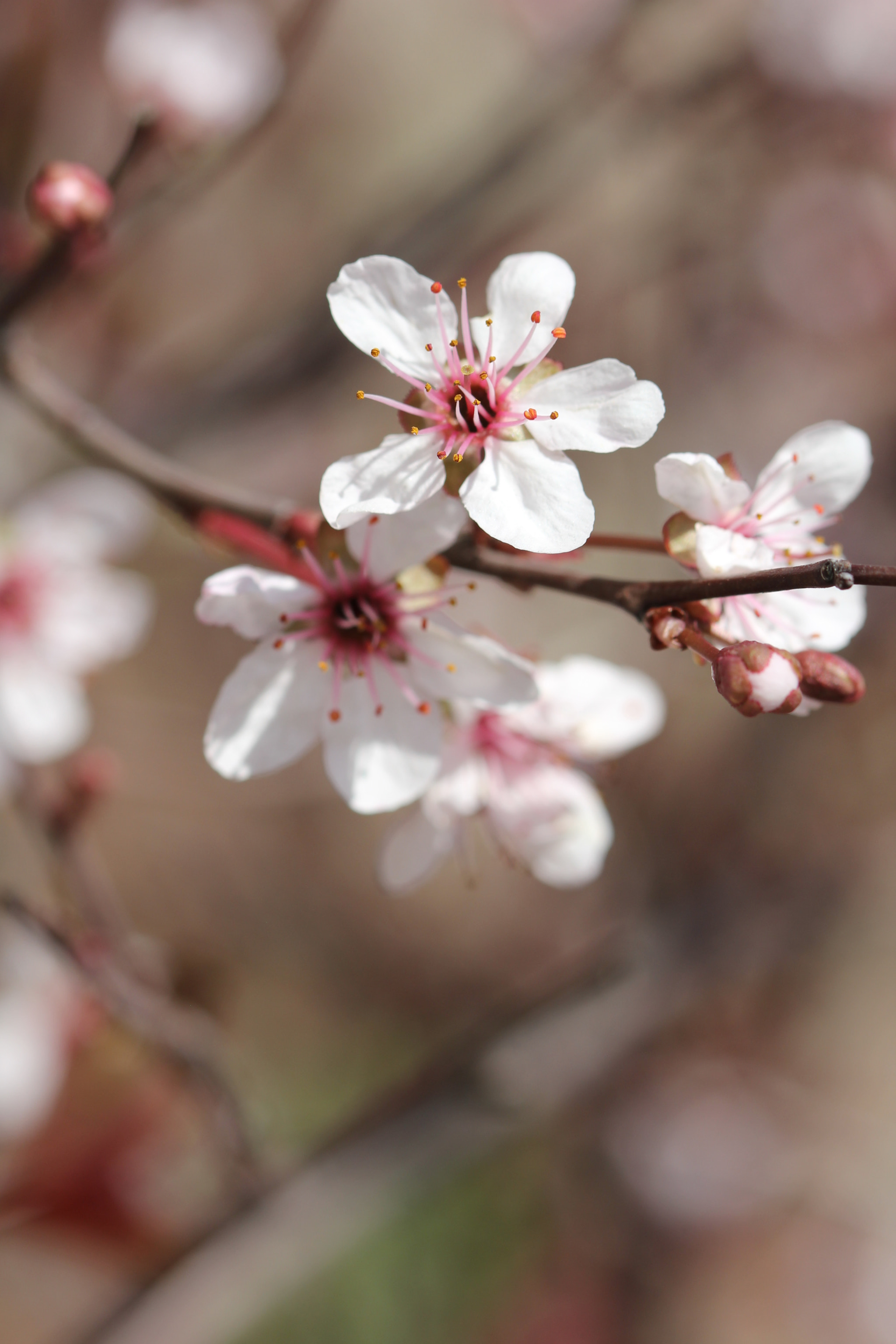 Canon EF 100mm F2.8 Macro USM sample photo. Spring memories photography
