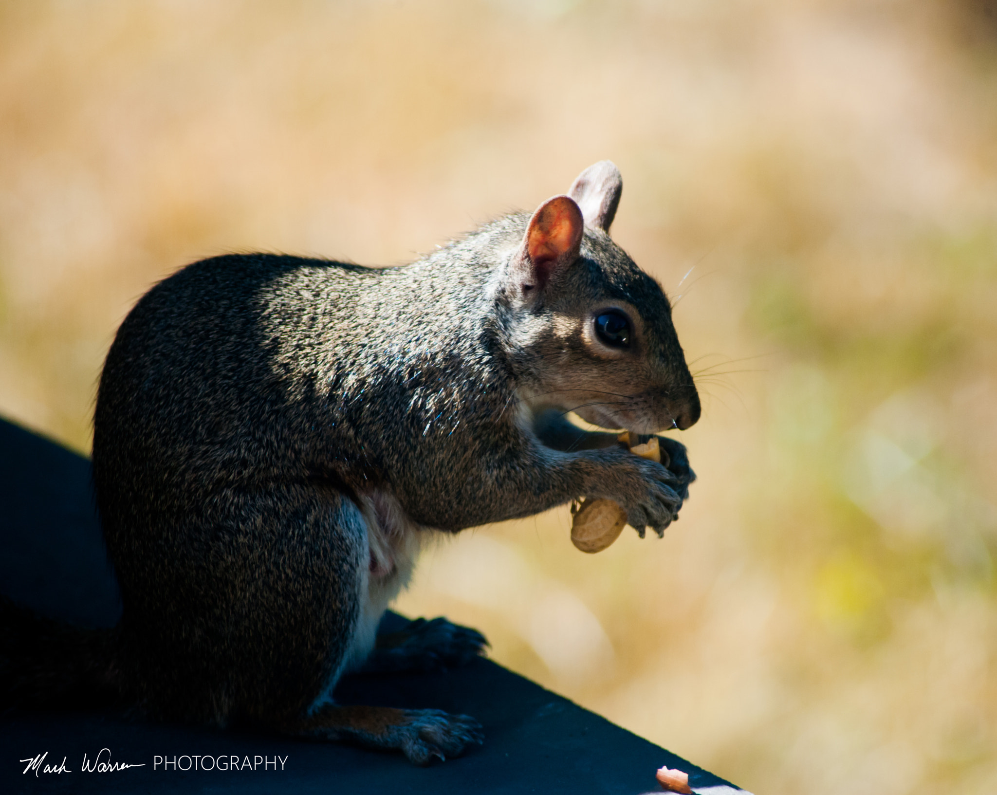 Nikon D3 sample photo. Eat 1 bury 3 photography