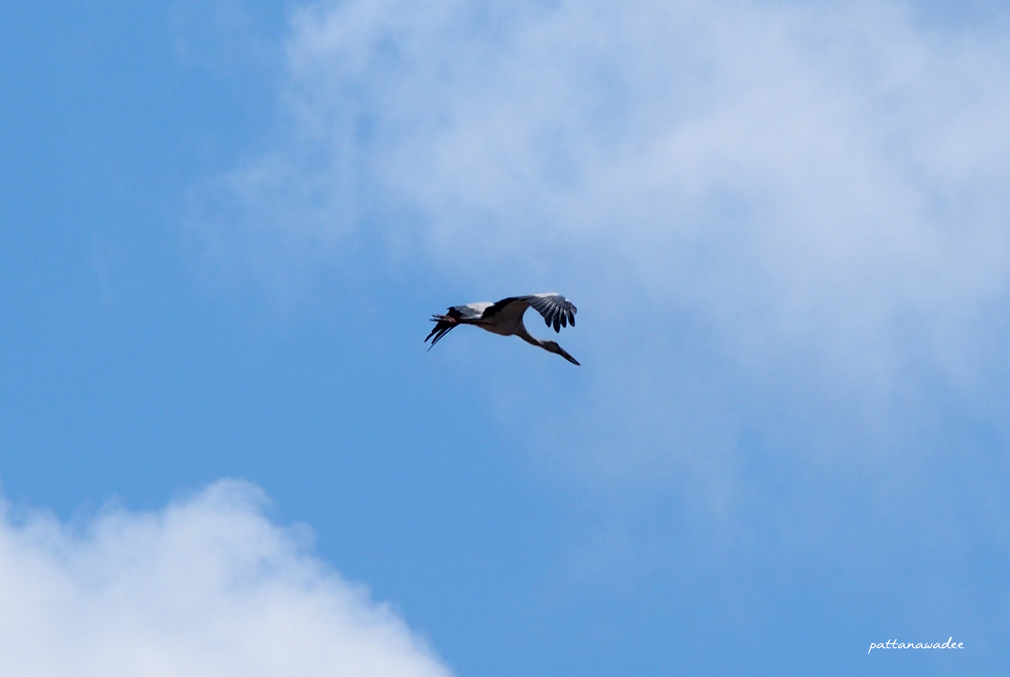 Olympus PEN E-P5 sample photo. Open-billed stork photography