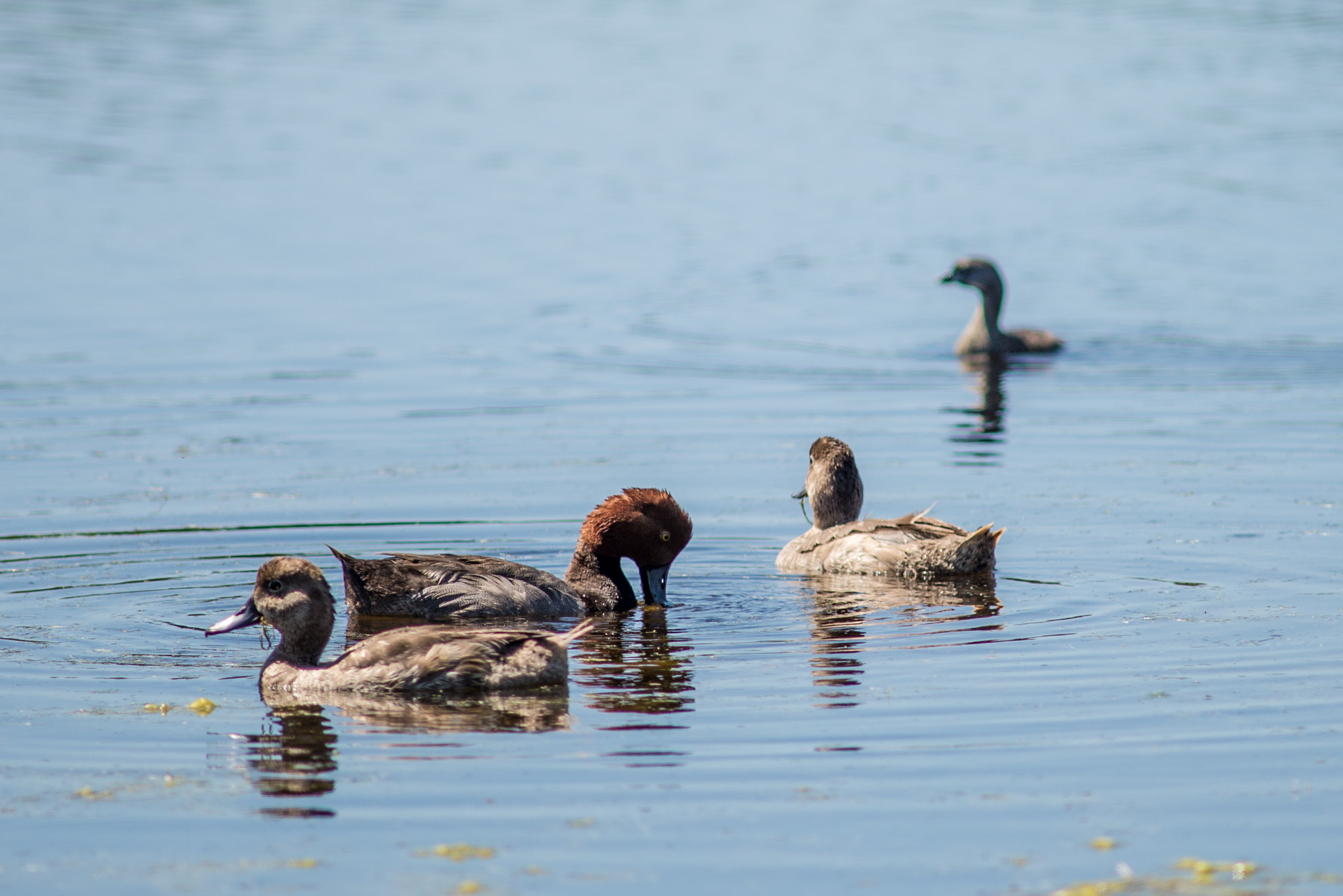 Nikon D610 + AF Nikkor 300mm f/4 IF-ED sample photo. Redhead ducks photography