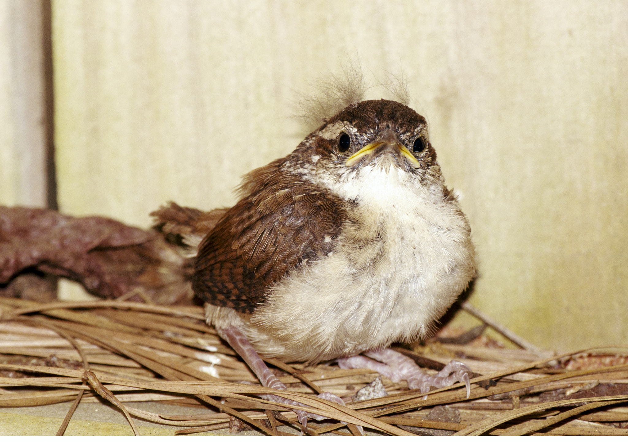 Sony Alpha DSLR-A580 sample photo. Carolina wren photography