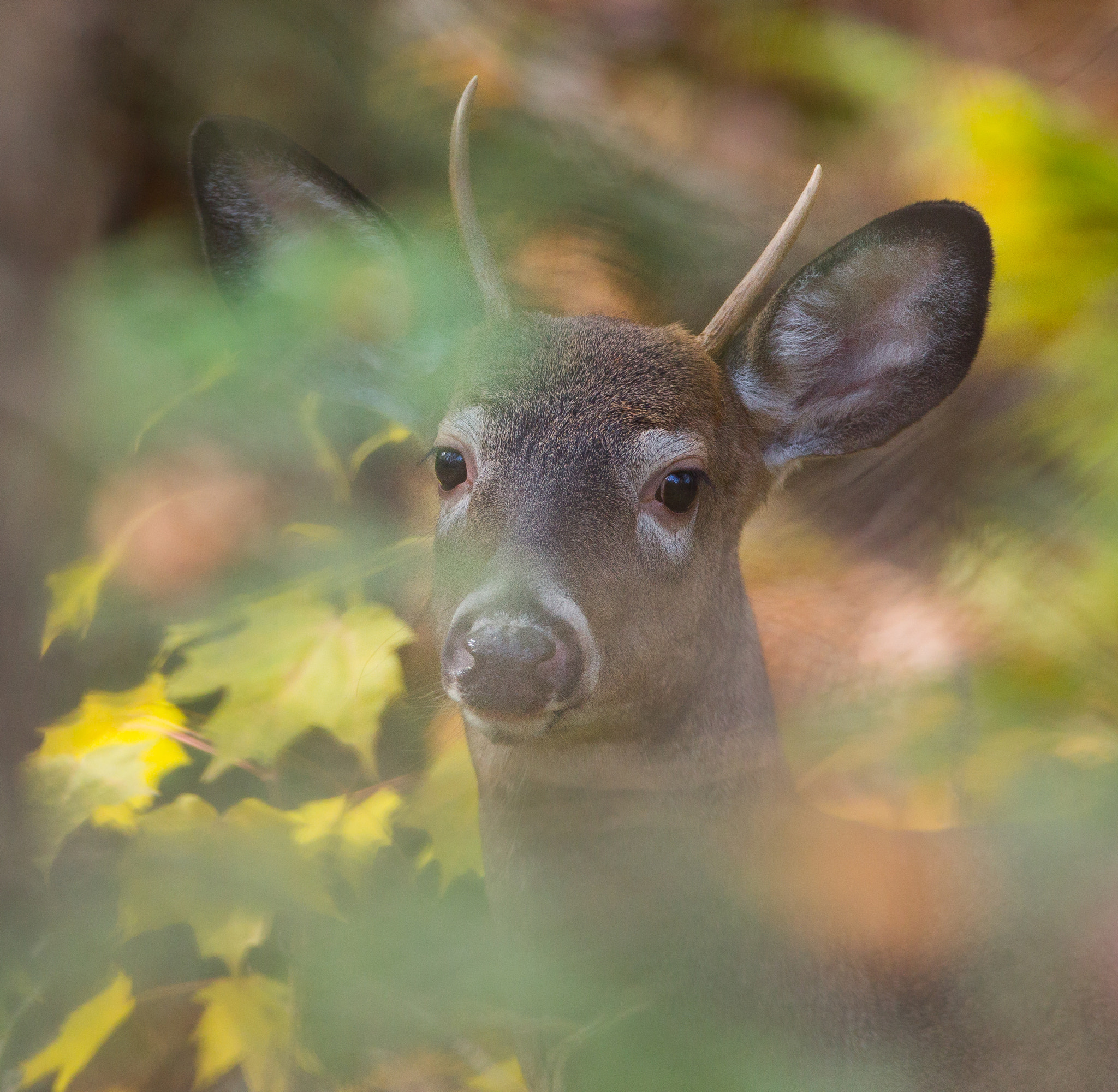 Canon EF 600mm f/4L IS sample photo. White tailed deer photography