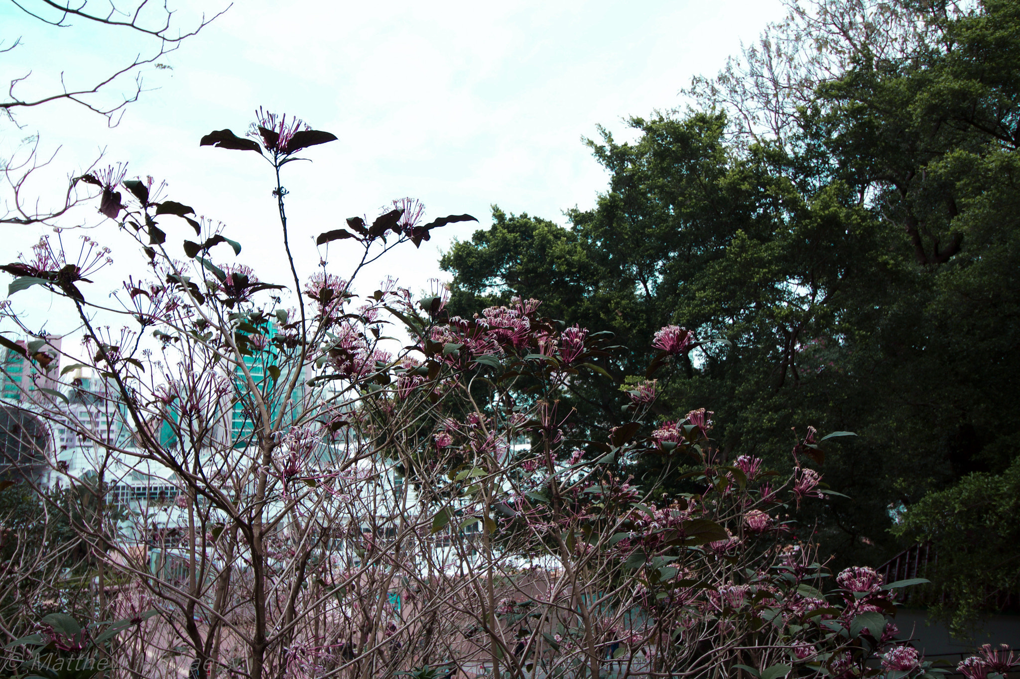 Canon EF-S 10-18mm F4.5–5.6 IS STM sample photo. Flowies photography