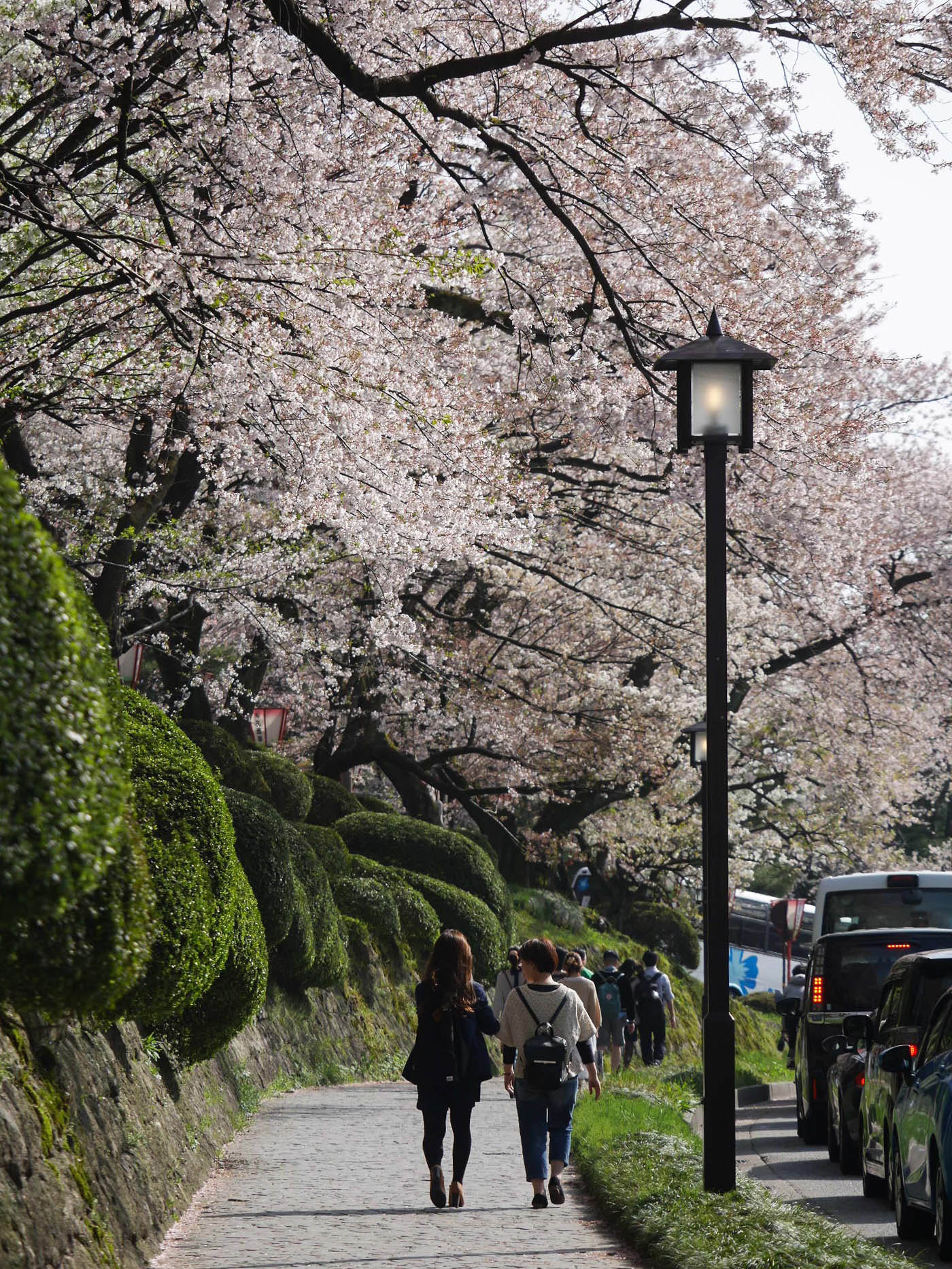 Panasonic Lumix DMC-GX7 sample photo. Sakura road Ⅱ photography