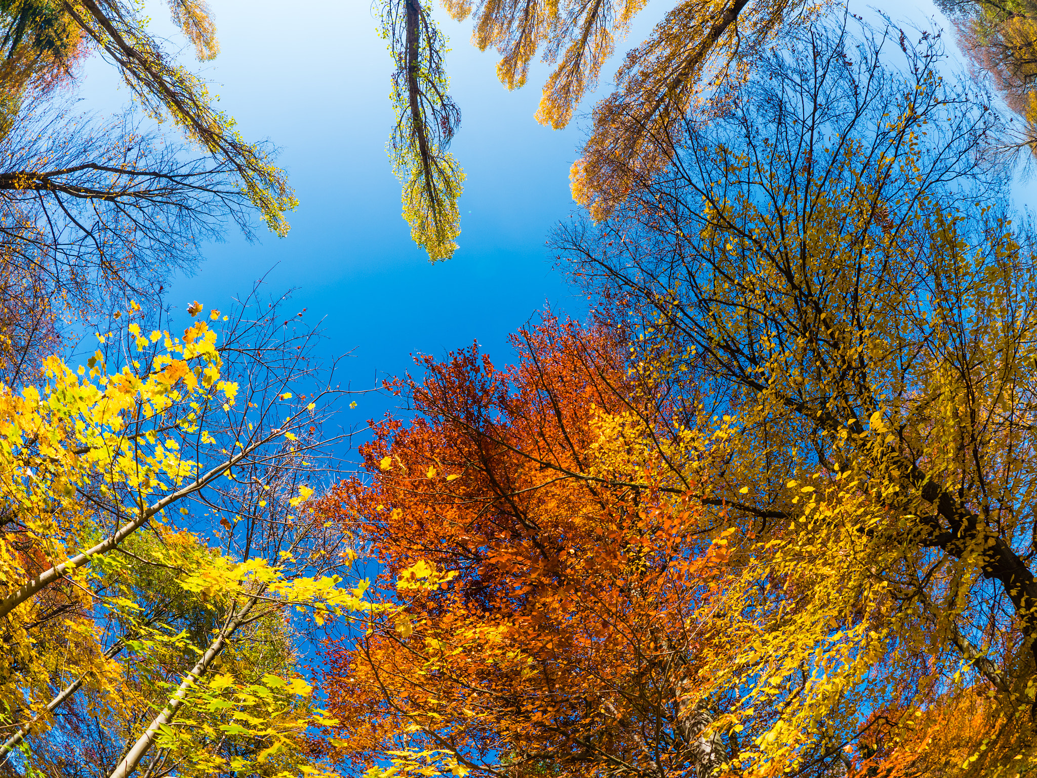 Panasonic Lumix DMC-GX8 + OLYMPUS M.8mm F1.8 sample photo. Englischer garten / english garden, munich. photography