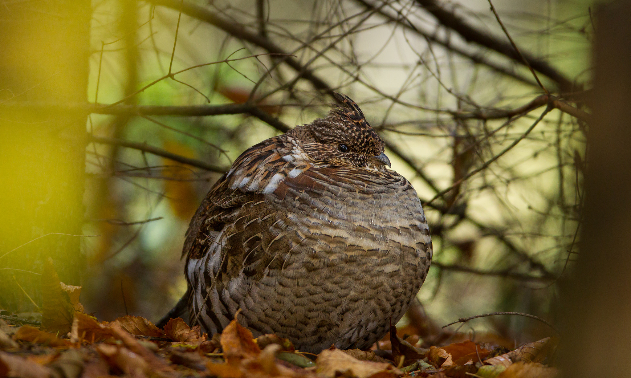 Canon EF 600mm f/4L IS sample photo. Ruffed grouse photography