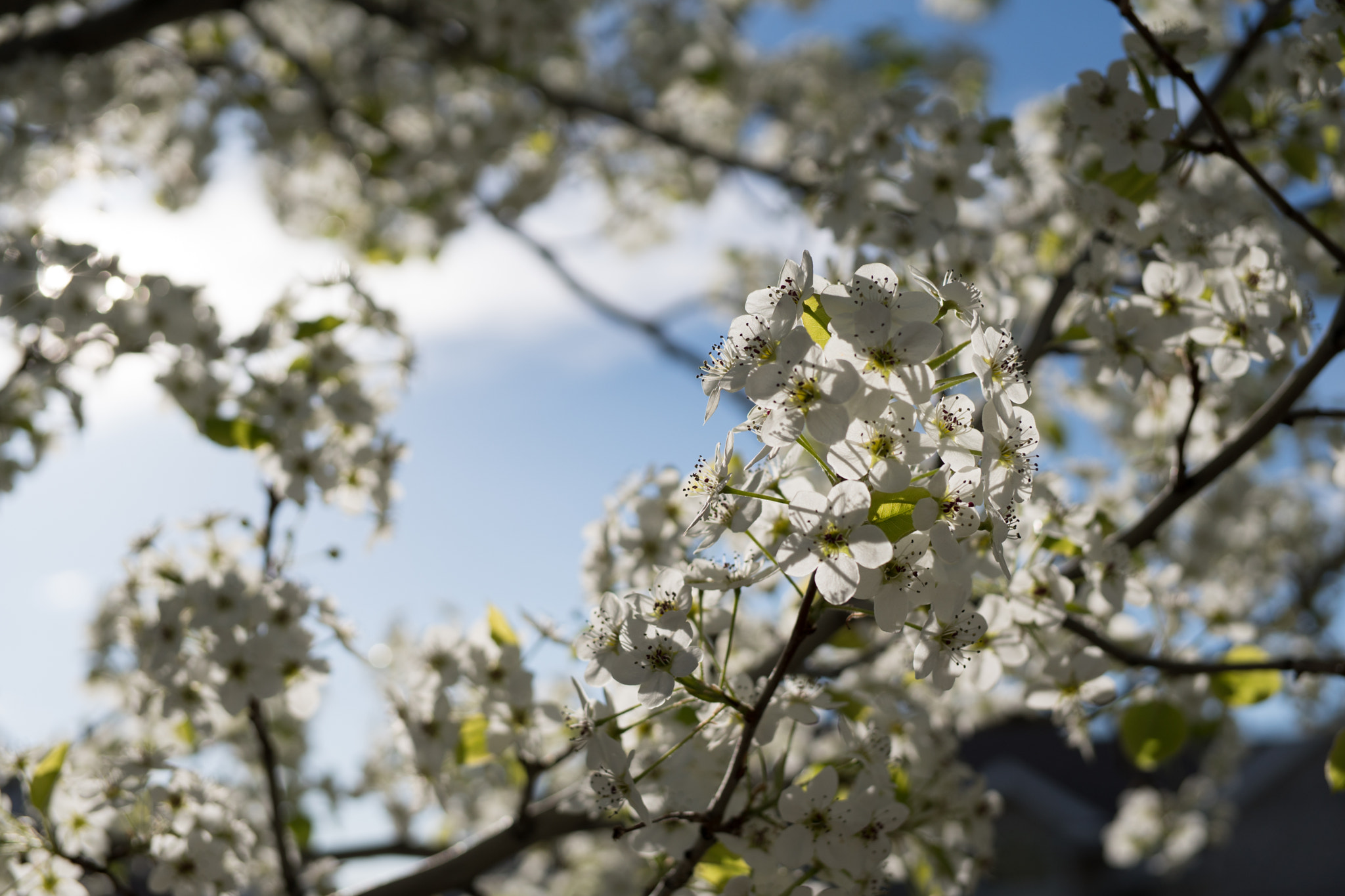Sony a6300 + E 32mm F1.8 sample photo. Beautiful tree blossoming on our walk today. photography