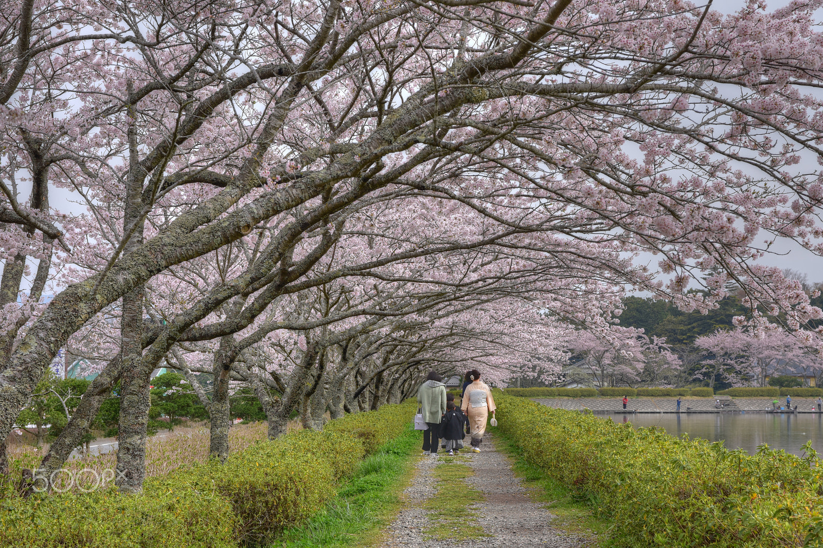 Nikon D7200 + Sigma 17-70mm F2.8-4 DC Macro OS HSM | C sample photo. Cherry blossoms photography
