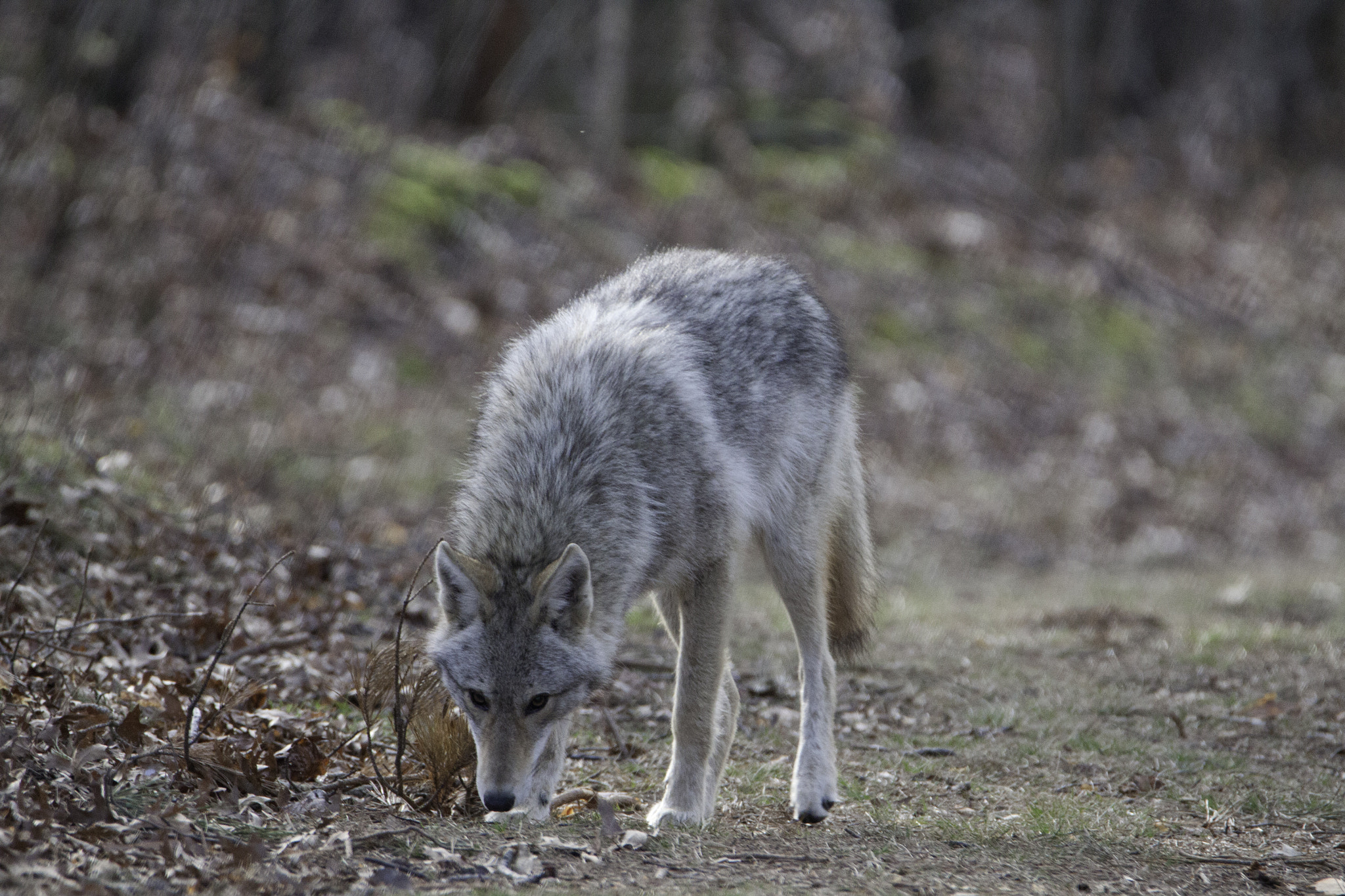 Tamron SP 150-600mm F5-6.3 Di VC USD sample photo. Coyote photography