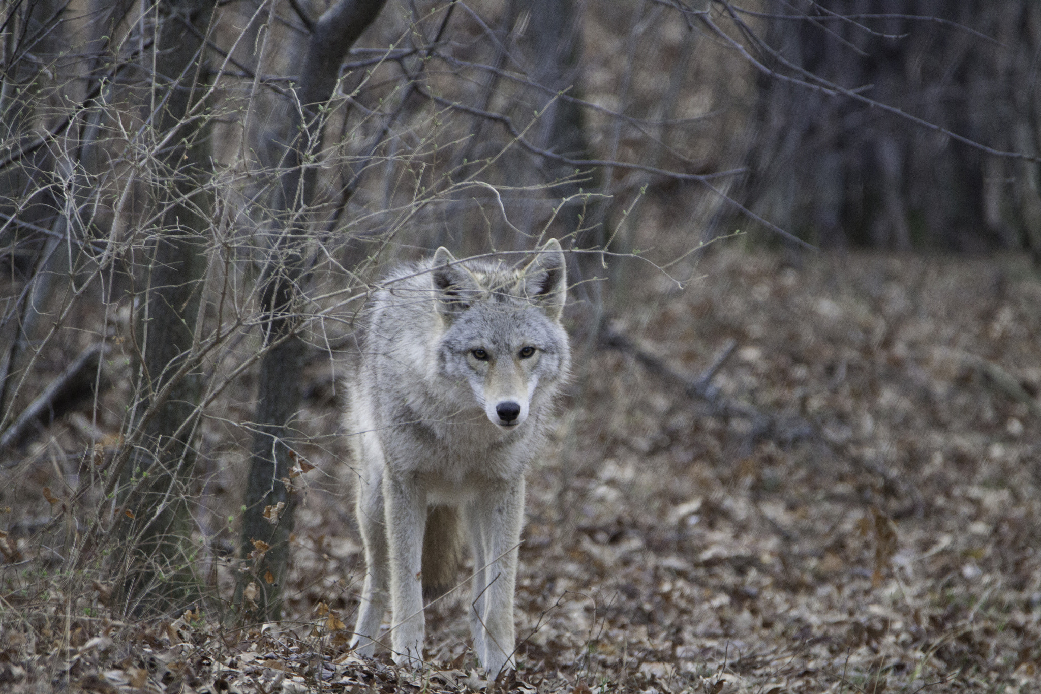 Tamron SP 150-600mm F5-6.3 Di VC USD sample photo. Coyote photography