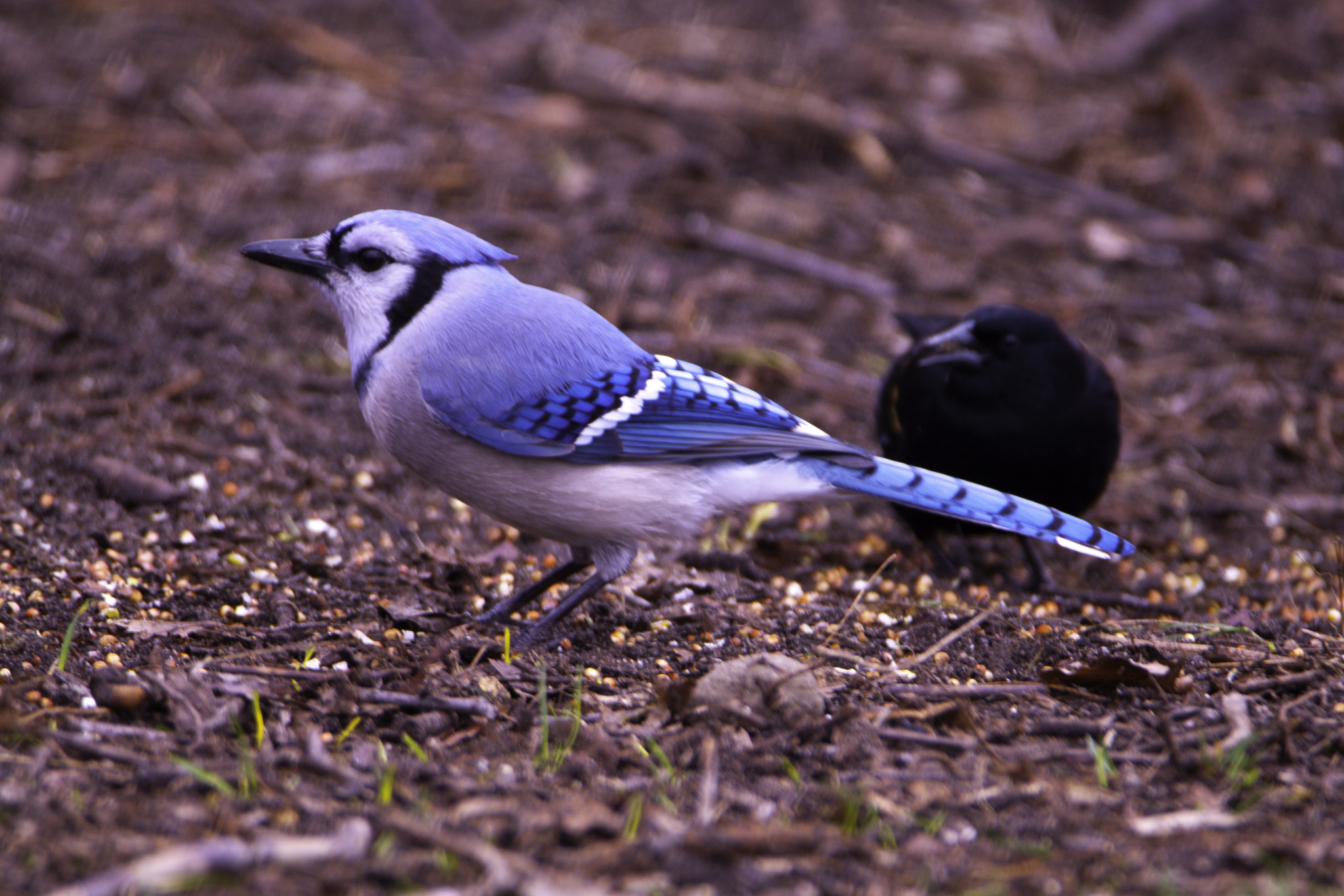 Canon EOS 500D (EOS Rebel T1i / EOS Kiss X3) + Tamron SP 150-600mm F5-6.3 Di VC USD sample photo. Blue jay photography