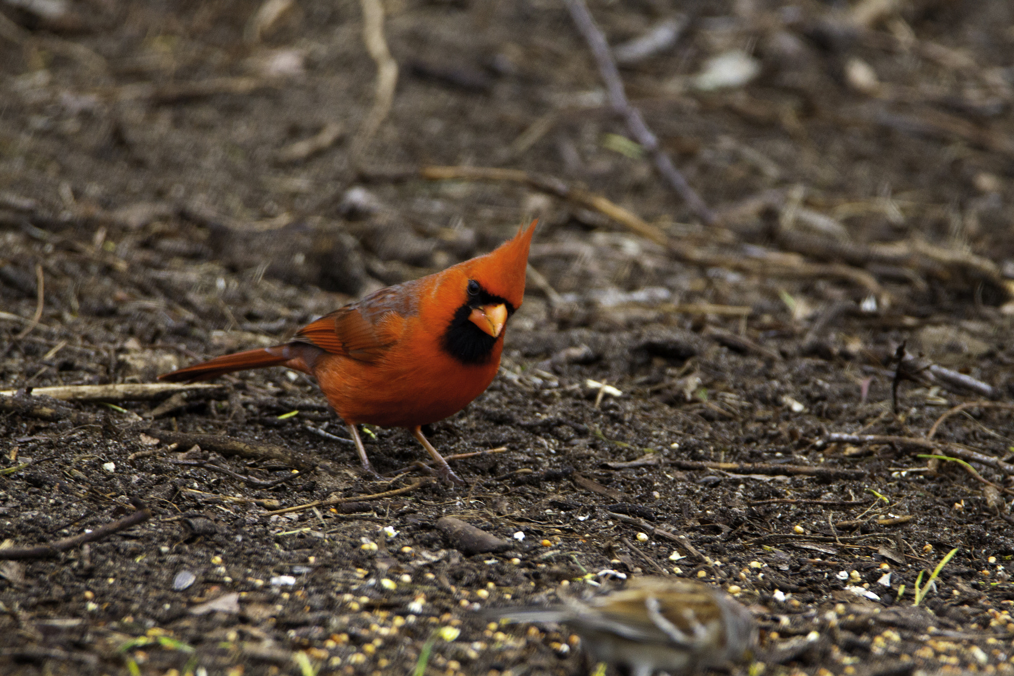 Tamron SP 150-600mm F5-6.3 Di VC USD sample photo. Cardinal photography