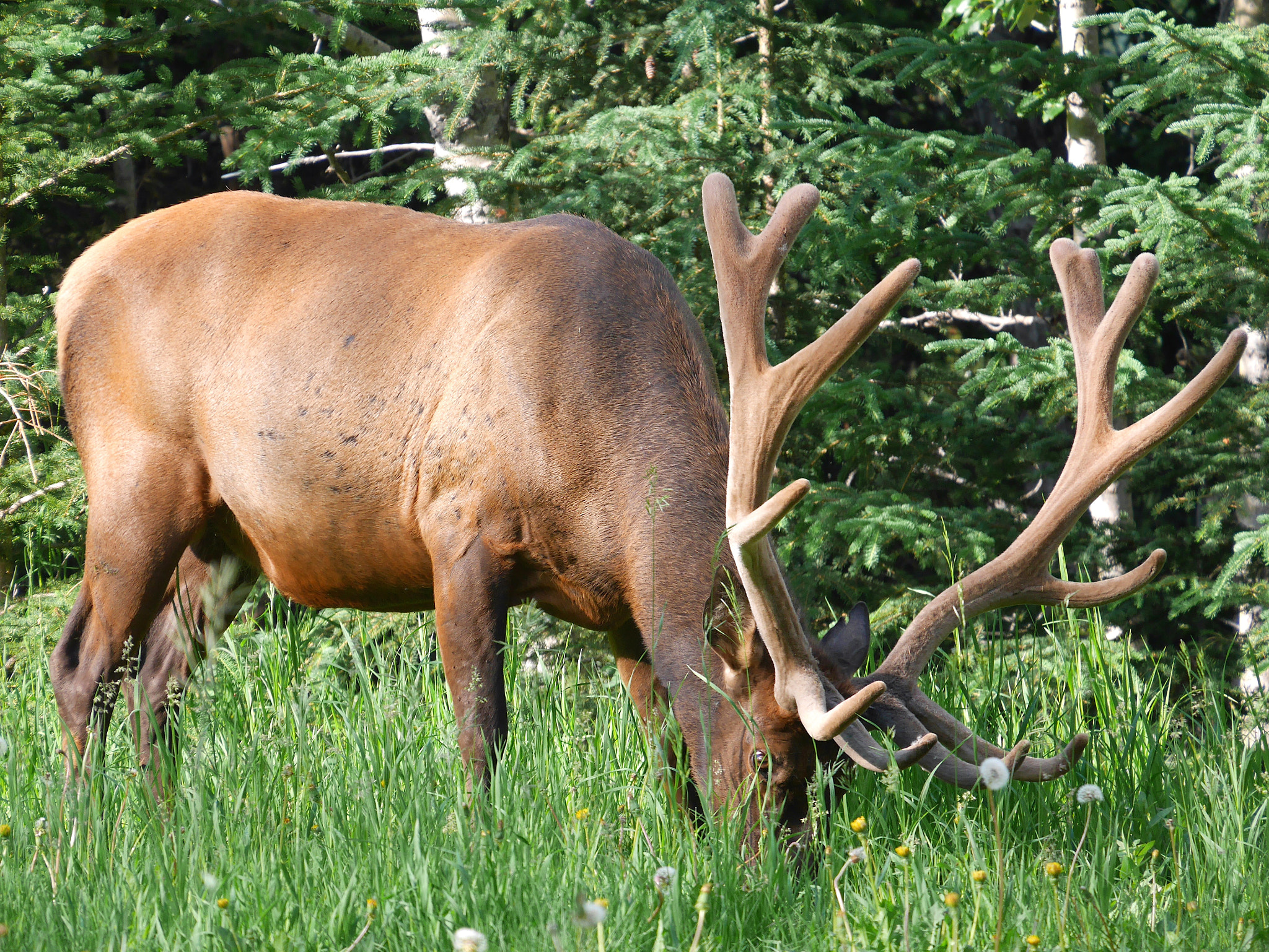 Panasonic Lumix DMC-GX7 sample photo. Elk_grazing_detail.jpg photography