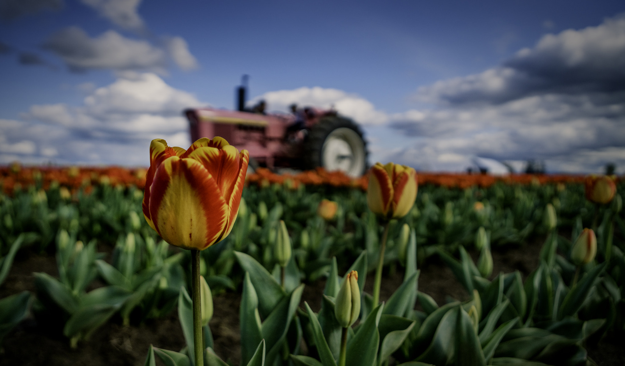 Sony a7R II + Canon EF 24-70mm F2.8L USM sample photo. "tiger tulip" photography