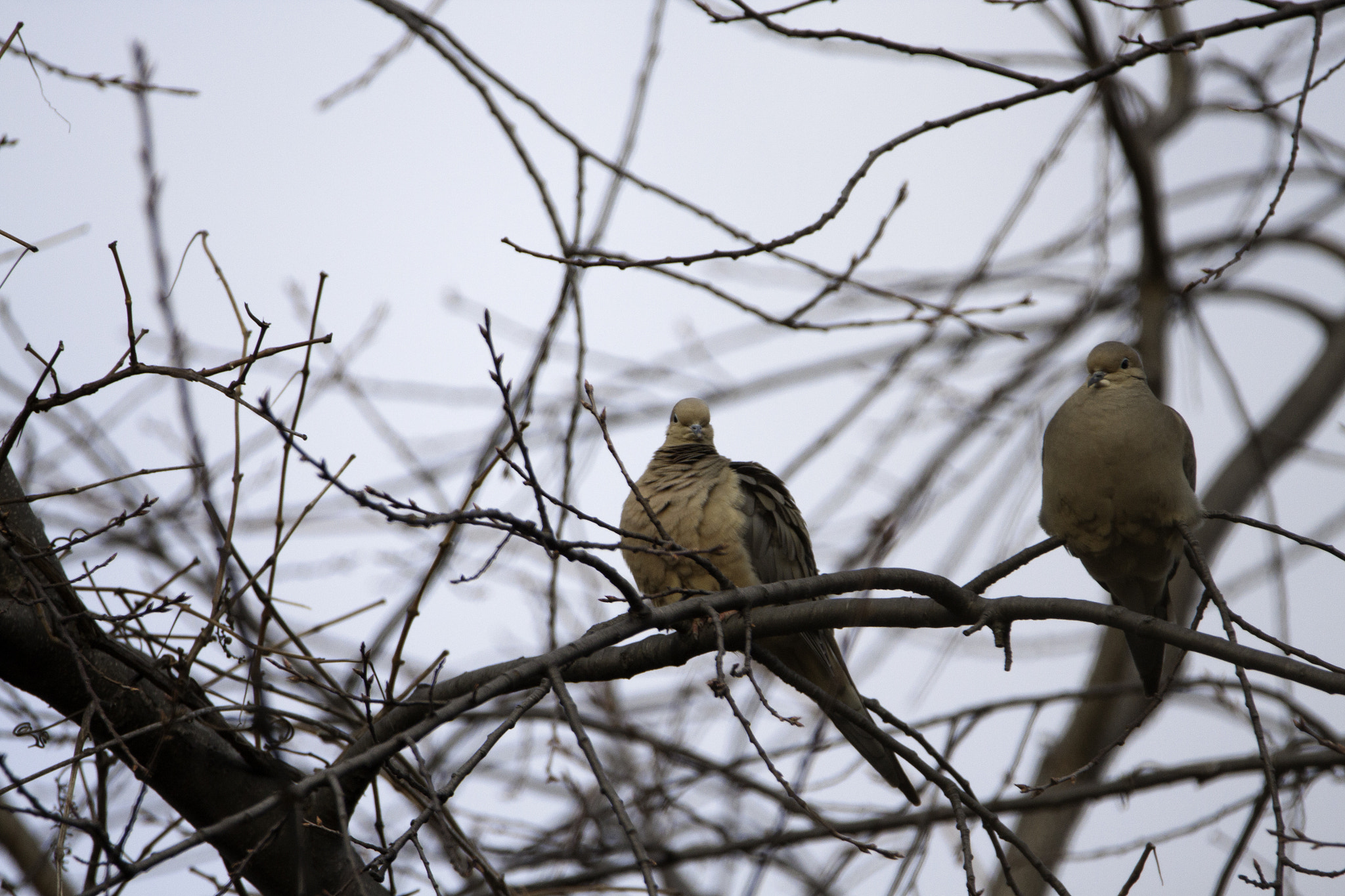 Tamron SP 150-600mm F5-6.3 Di VC USD sample photo. Morning doves photography