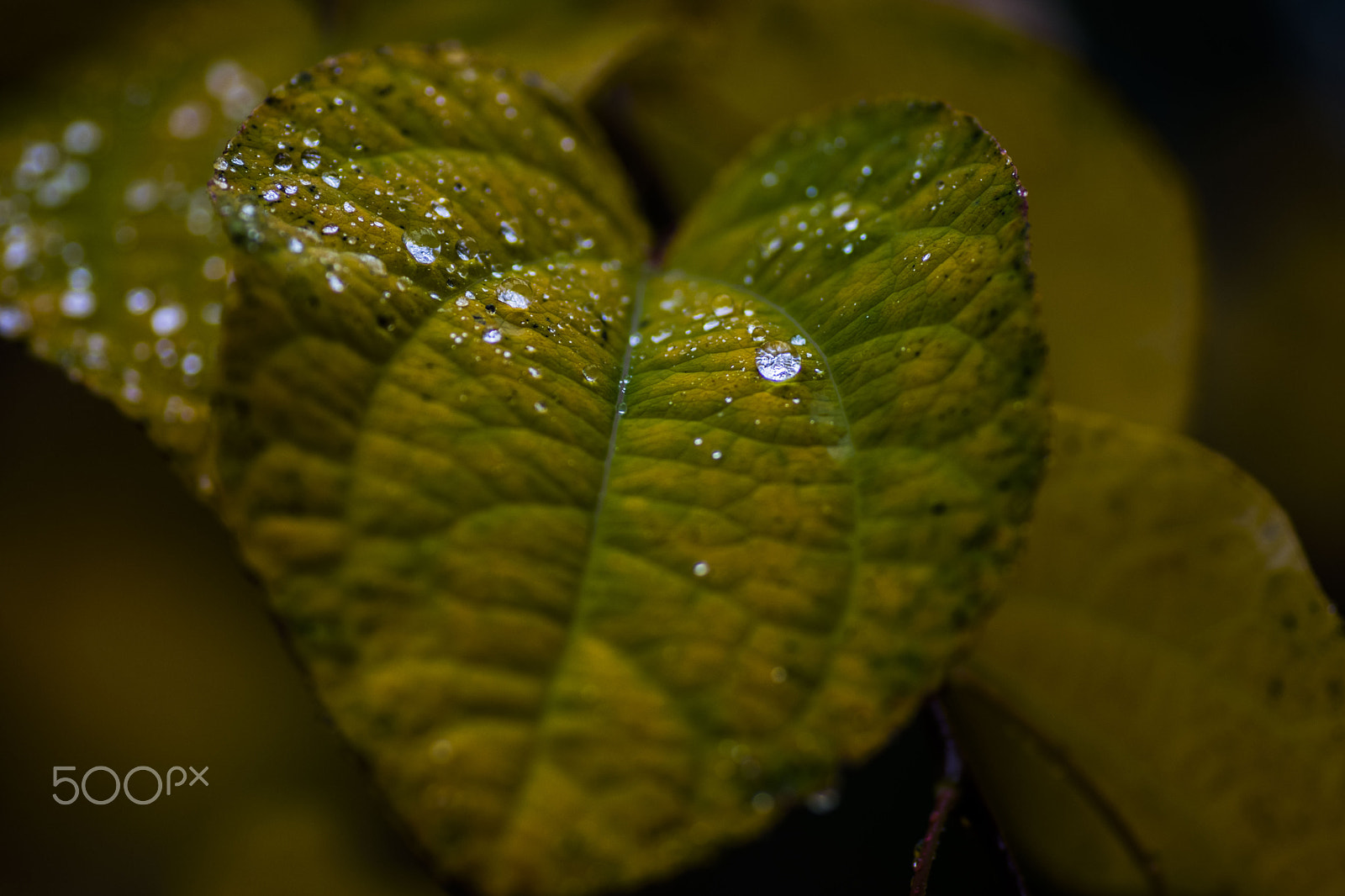 Tamron SP AF 90mm F2.8 Di Macro sample photo. Dsc_0021.jpg photography
