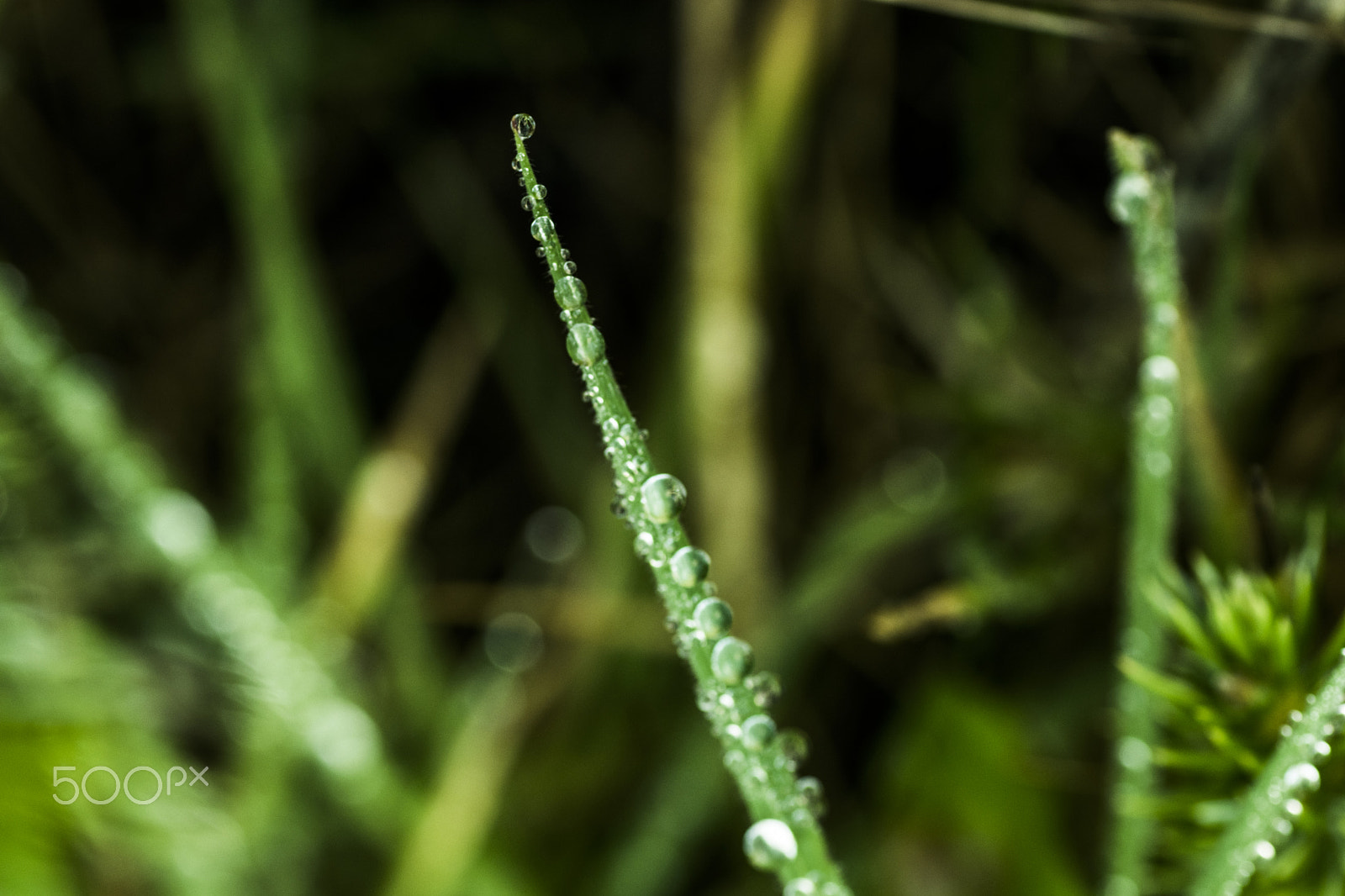 Tamron SP AF 90mm F2.8 Di Macro sample photo. Morning dew photography