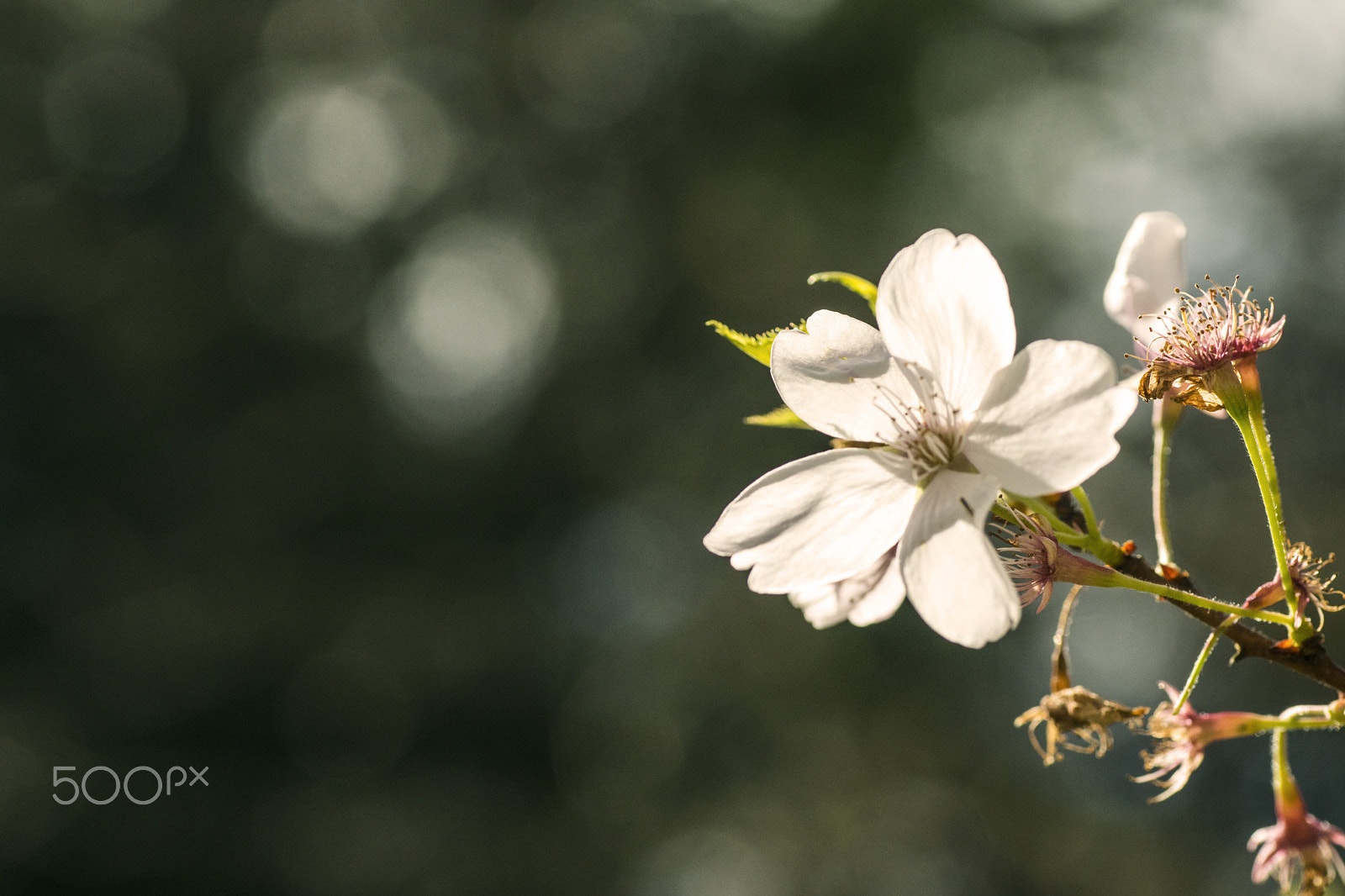 Tamron SP AF 90mm F2.8 Di Macro sample photo. Flower in the sunlight photography