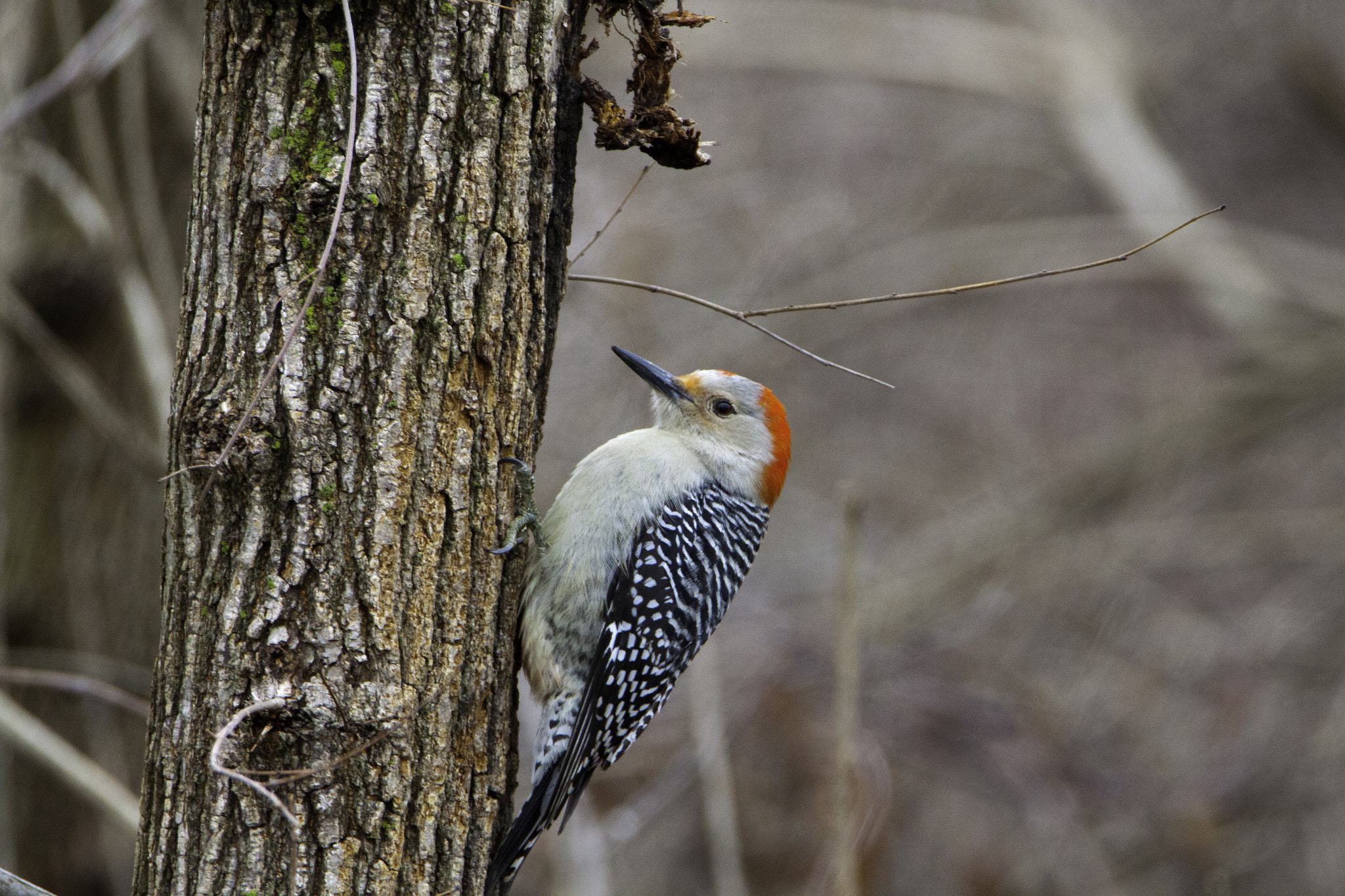 Tamron SP 150-600mm F5-6.3 Di VC USD sample photo. Woodpecker photography