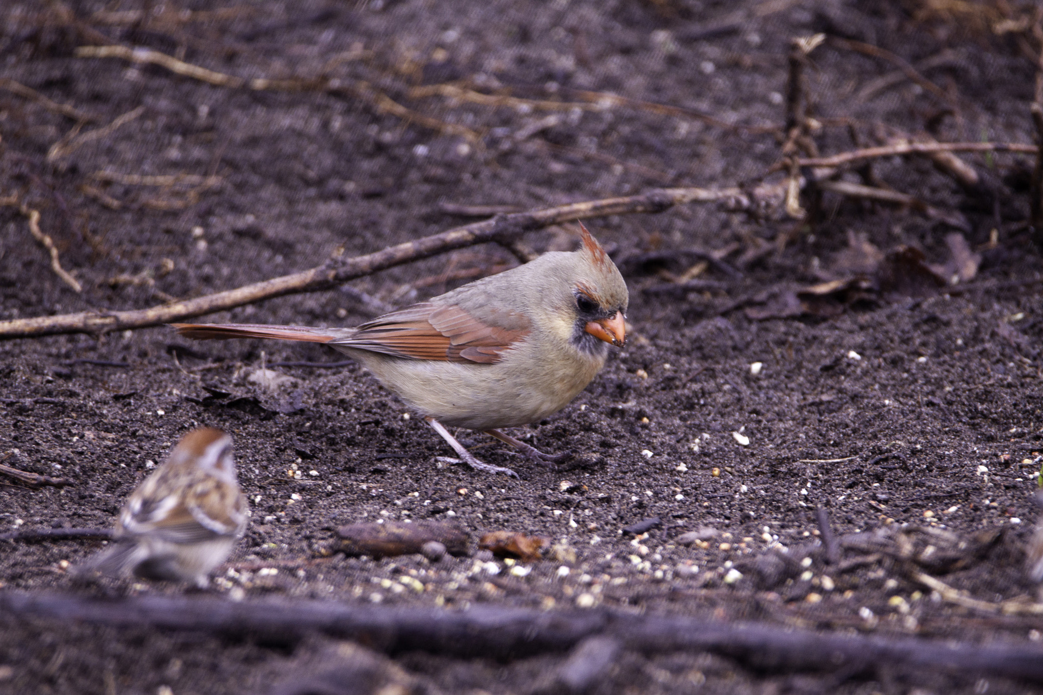 Tamron SP 150-600mm F5-6.3 Di VC USD sample photo. Female cardinal photography
