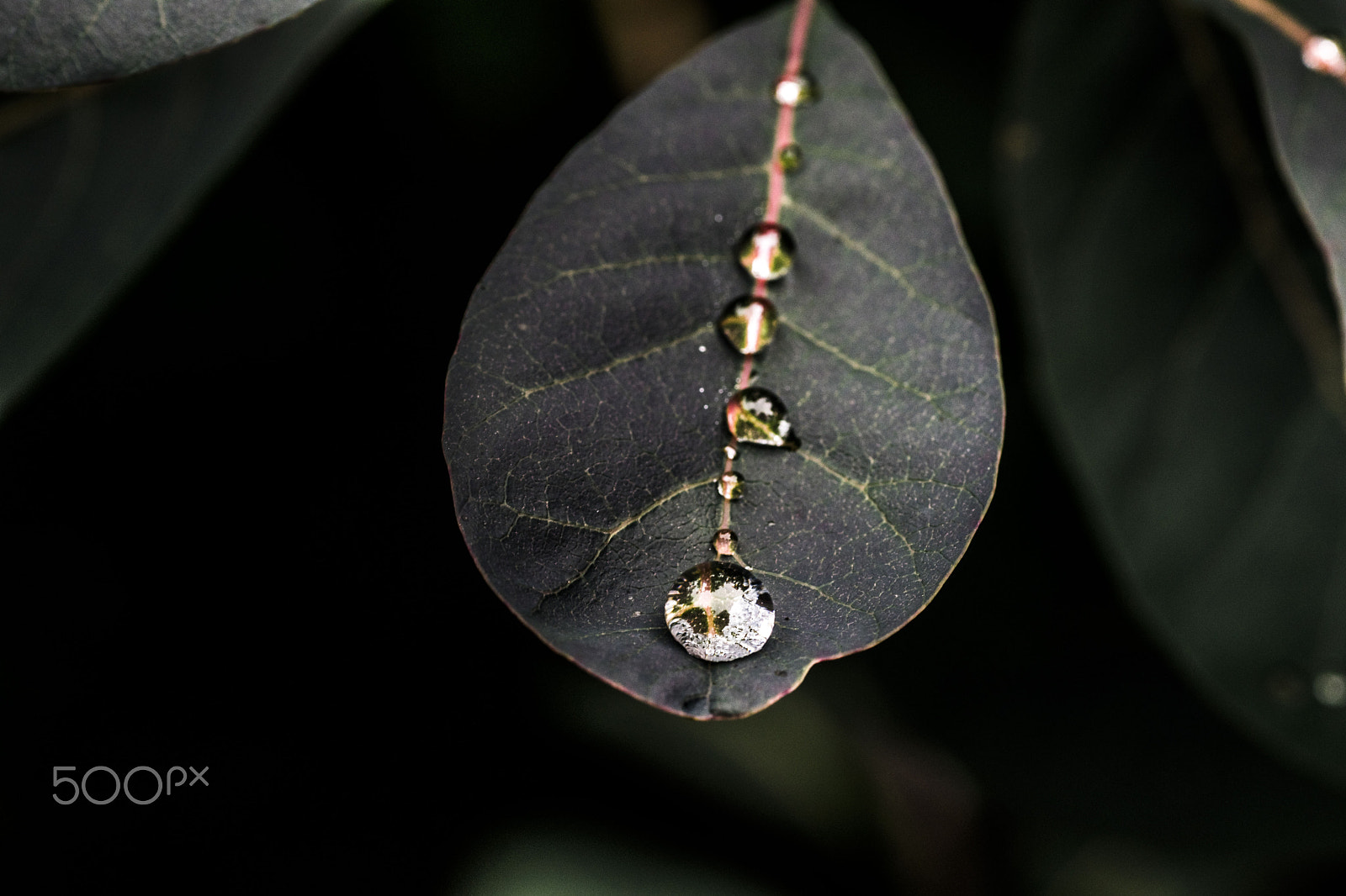 Tamron SP AF 90mm F2.8 Di Macro sample photo. Macro waterdroplets photography