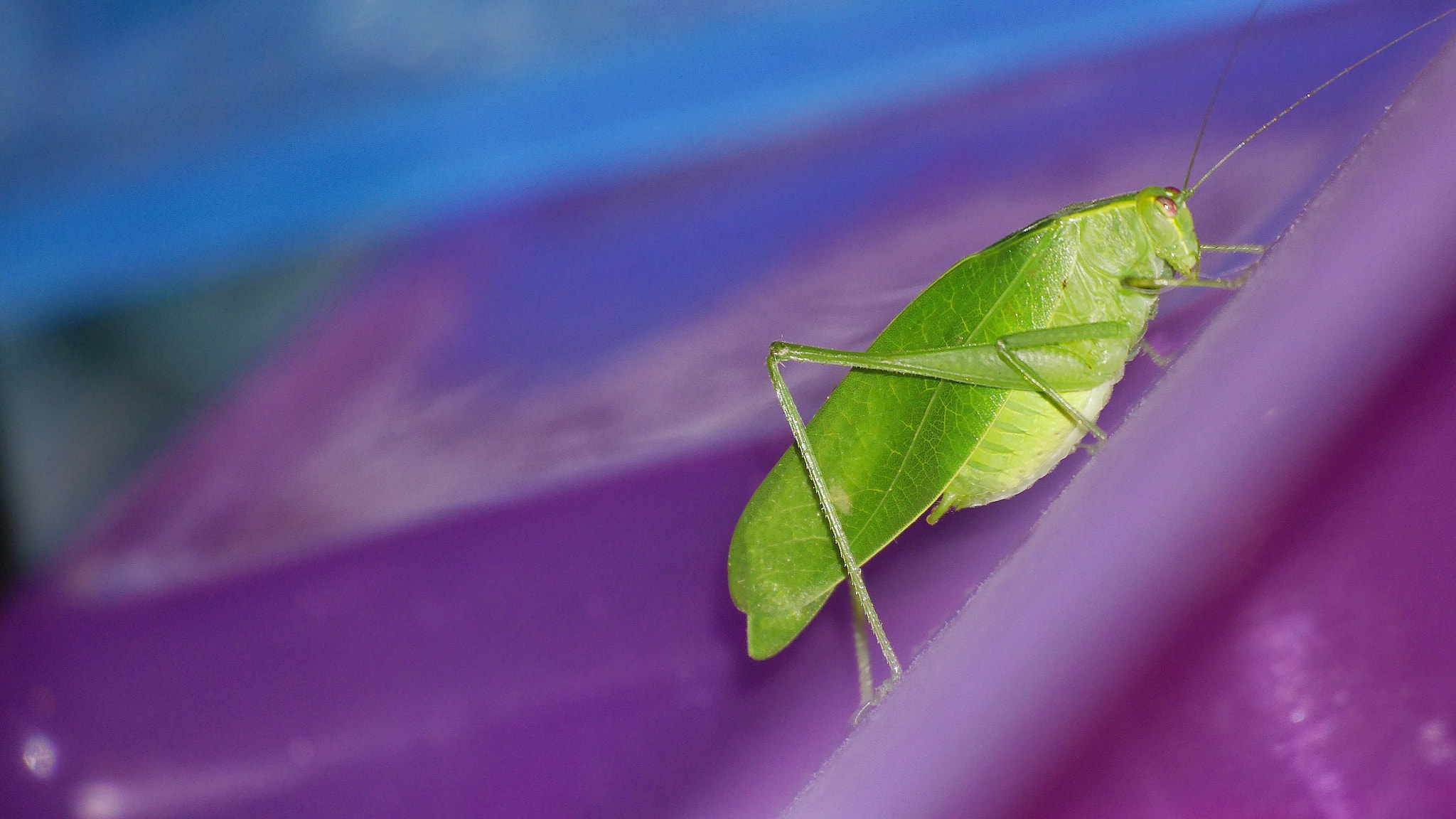 Panasonic Lumix DMC-GX7 sample photo. Hopperlarge.jpg photography