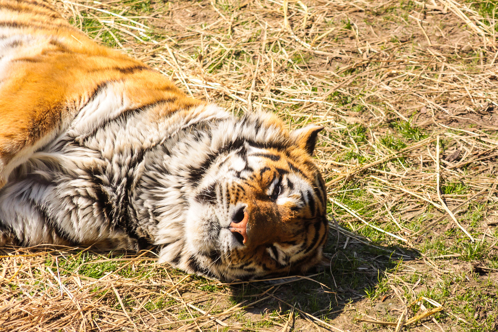 Sigma 70-200mm F2.8 EX DG OS HSM sample photo. Sleepy tiger photography