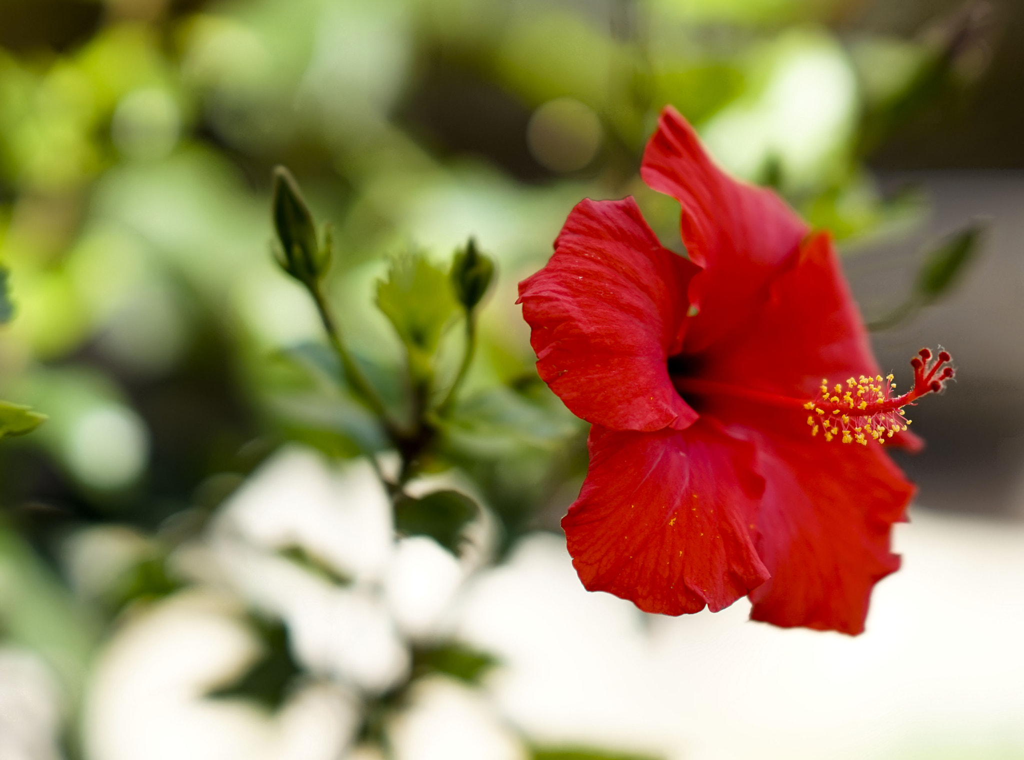 Sony a7 + FE 85mm F1.4 sample photo. Red flower photography