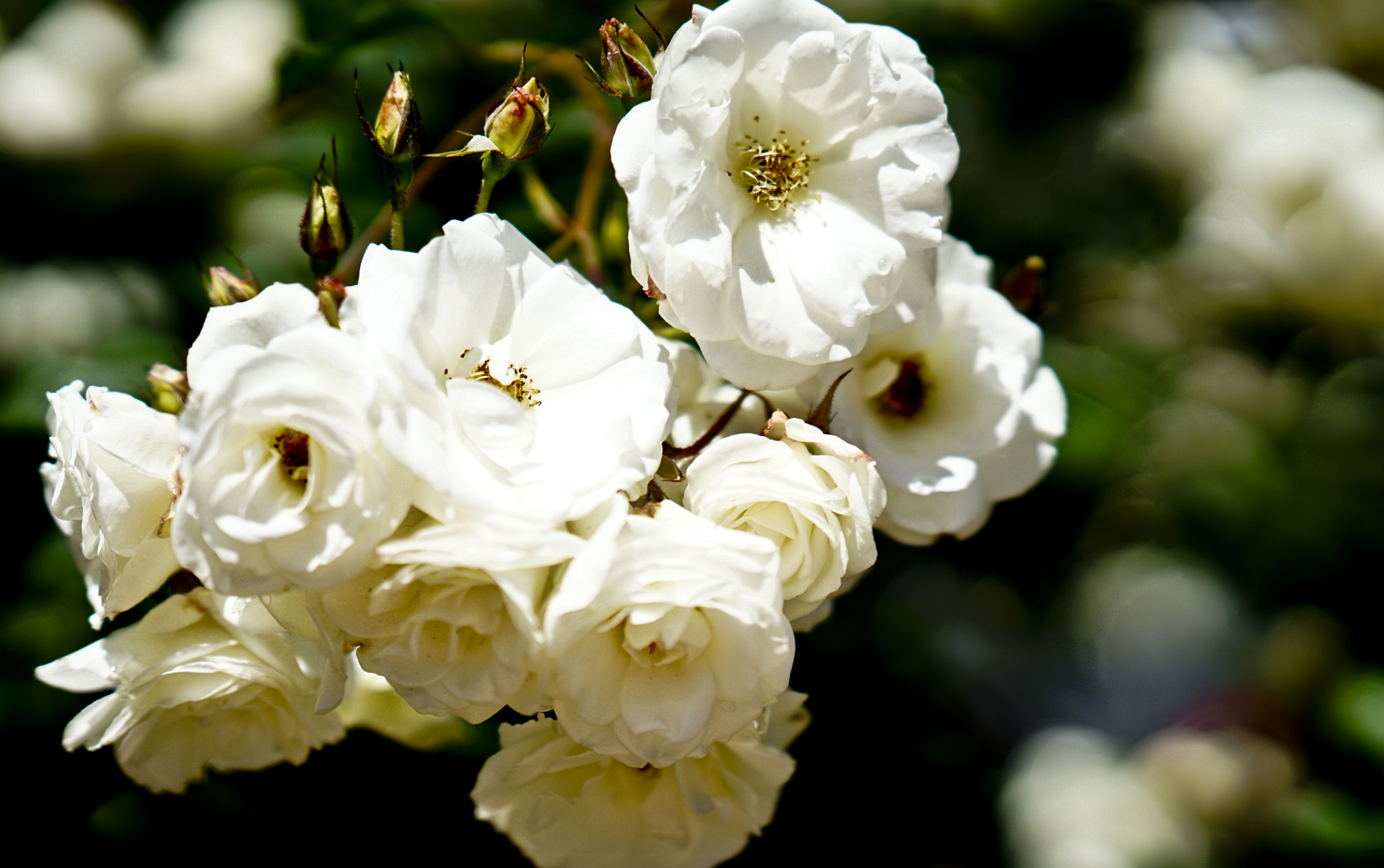 Sony a7 + FE 85mm F1.4 sample photo. Roses photography