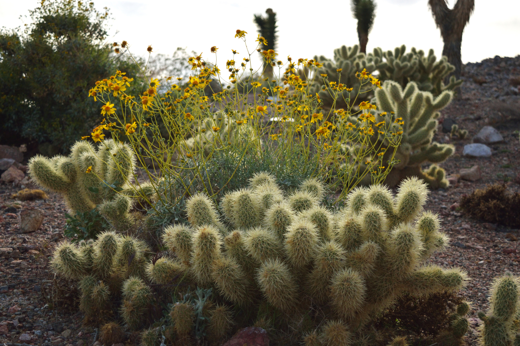 Nikon AF-S Nikkor 17-35mm F2.8D ED-IF sample photo. Cacti & flowers photography