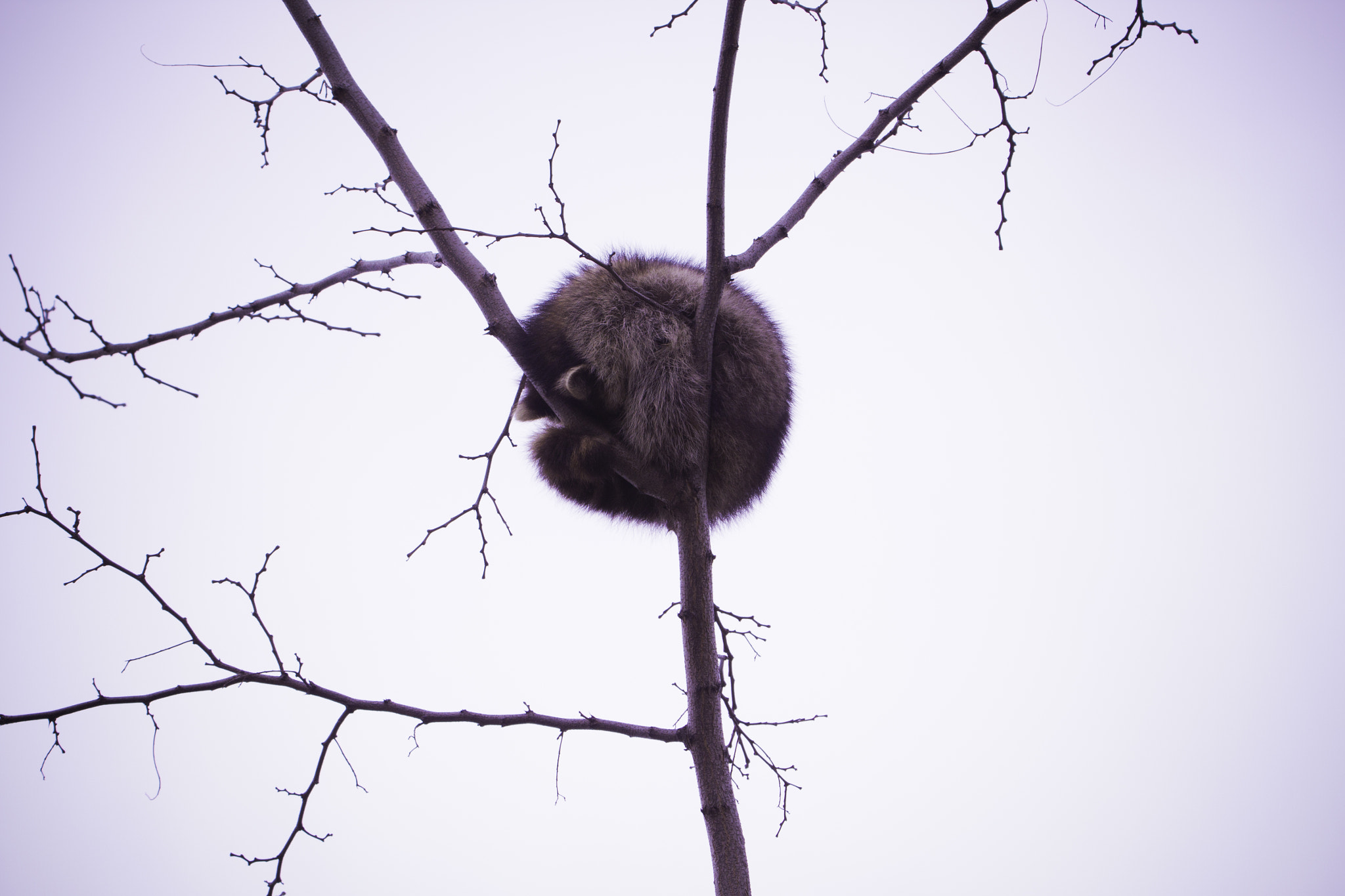 Tamron SP 150-600mm F5-6.3 Di VC USD sample photo. Raccoon photography