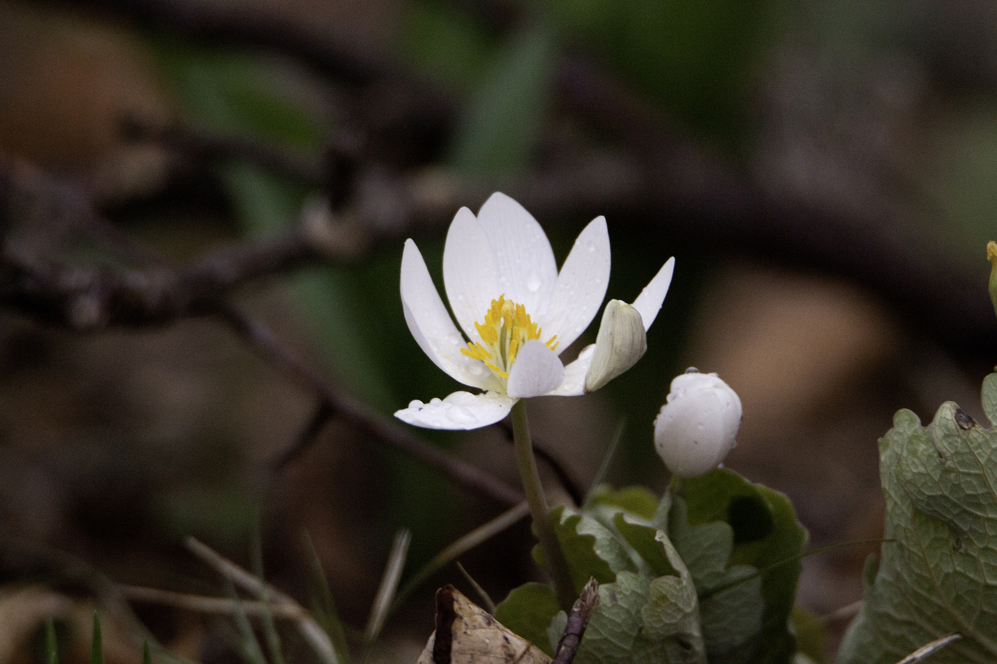 Tamron SP 150-600mm F5-6.3 Di VC USD sample photo. White flower photography