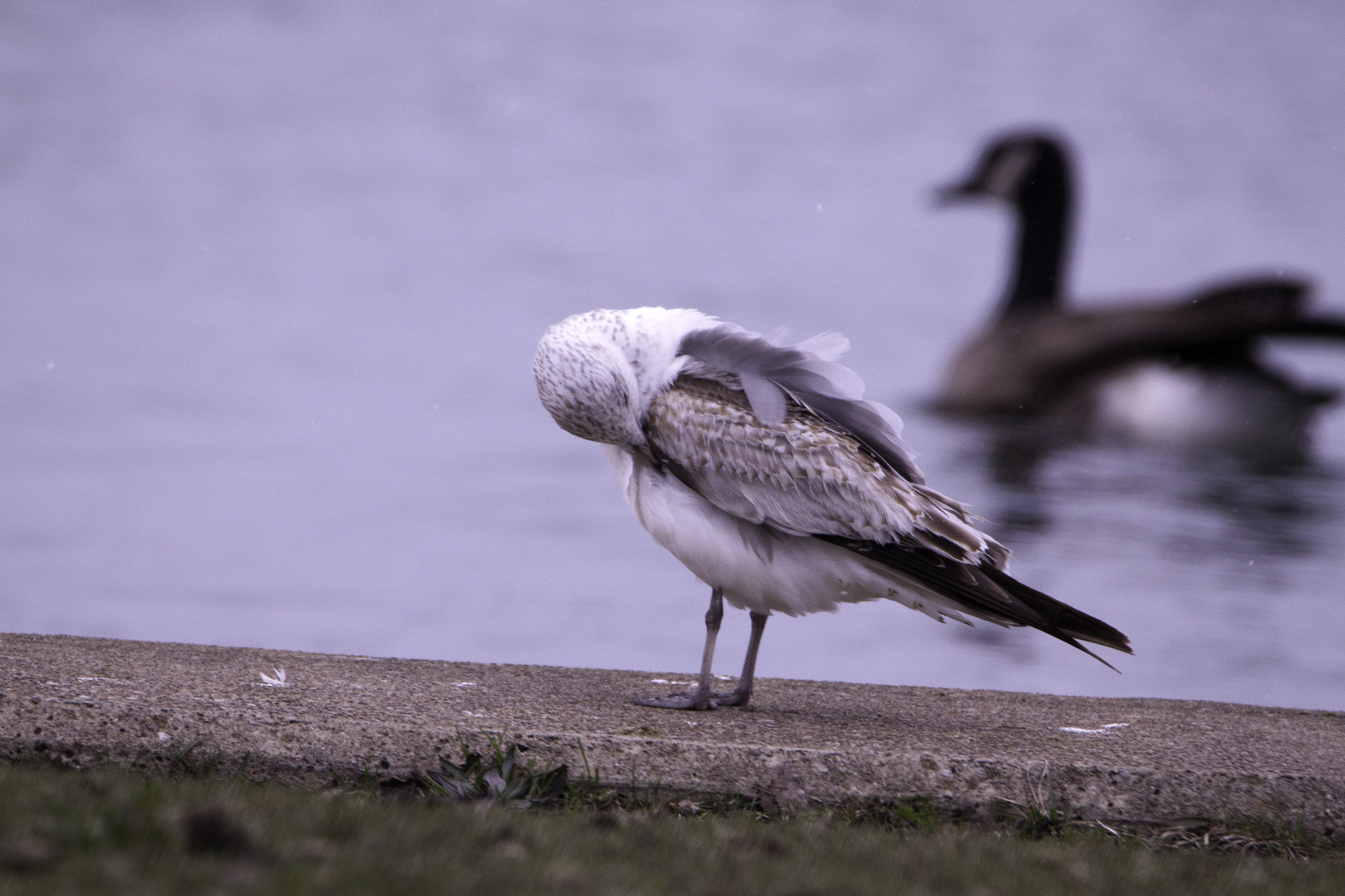 Tamron SP 150-600mm F5-6.3 Di VC USD sample photo. Seagull photography