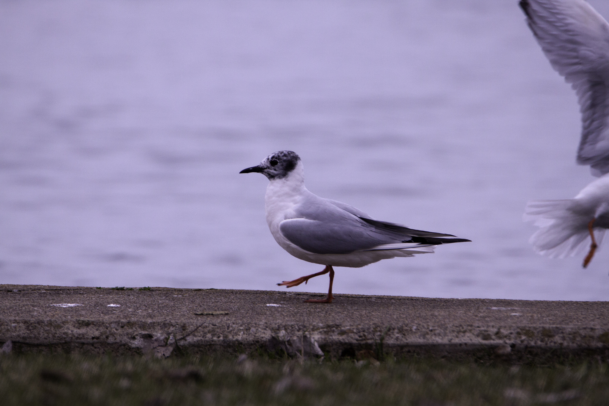 Tamron SP 150-600mm F5-6.3 Di VC USD sample photo. Seagull photography