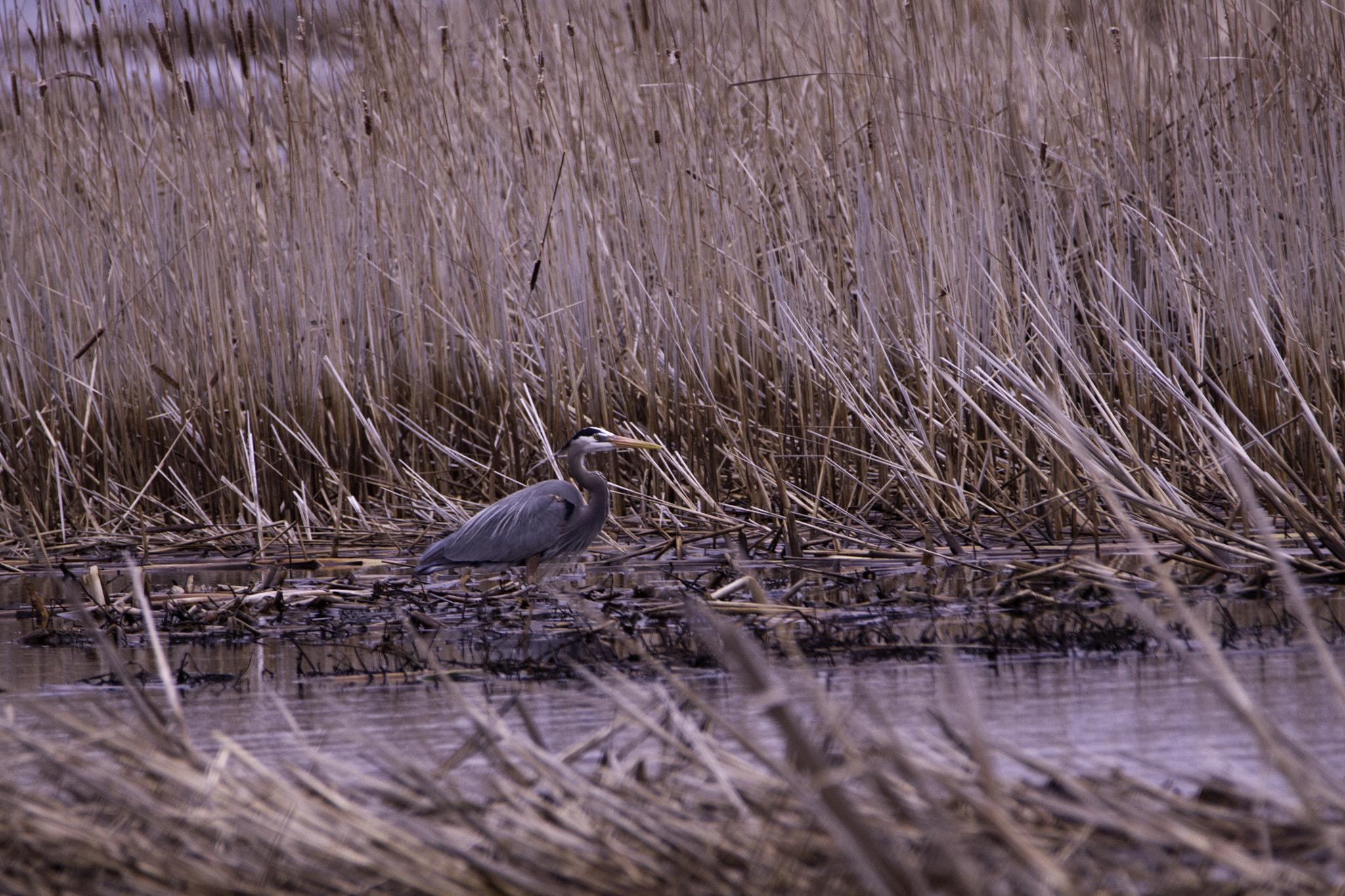 Tamron SP 150-600mm F5-6.3 Di VC USD sample photo. Blue heron photography