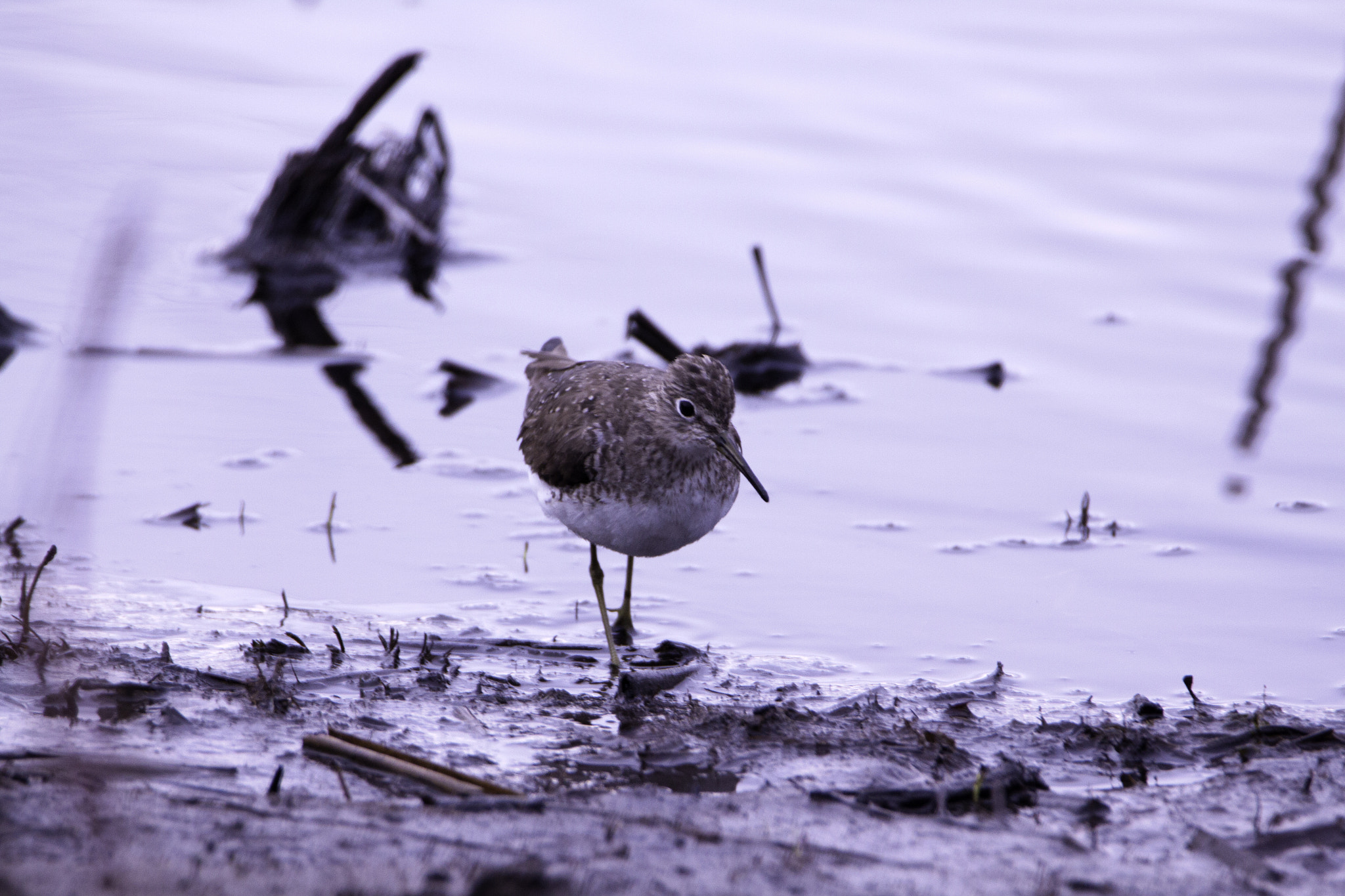 Tamron SP 150-600mm F5-6.3 Di VC USD sample photo. Small bird? photography