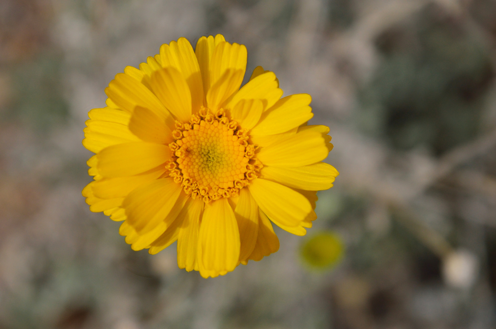 AF Zoom-Nikkor 35-135mm f/3.5-4.5 N sample photo. Flower photography