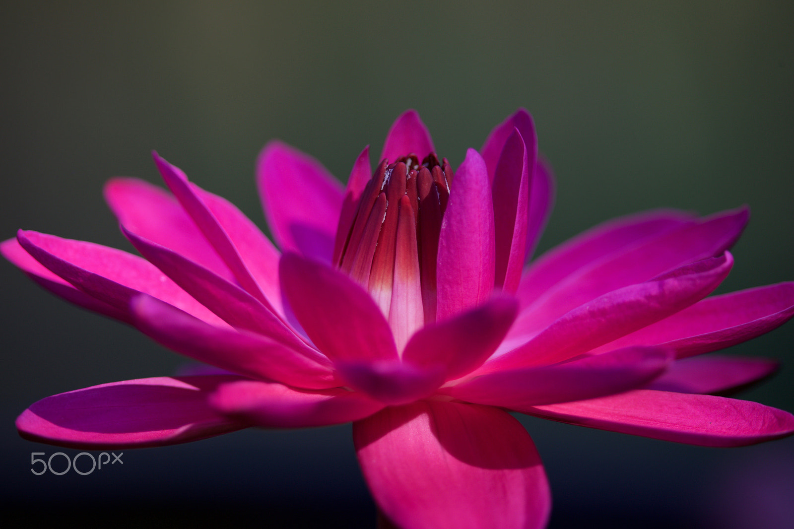 Canon EF 400mm F2.8L IS II USM sample photo. Water lily photography