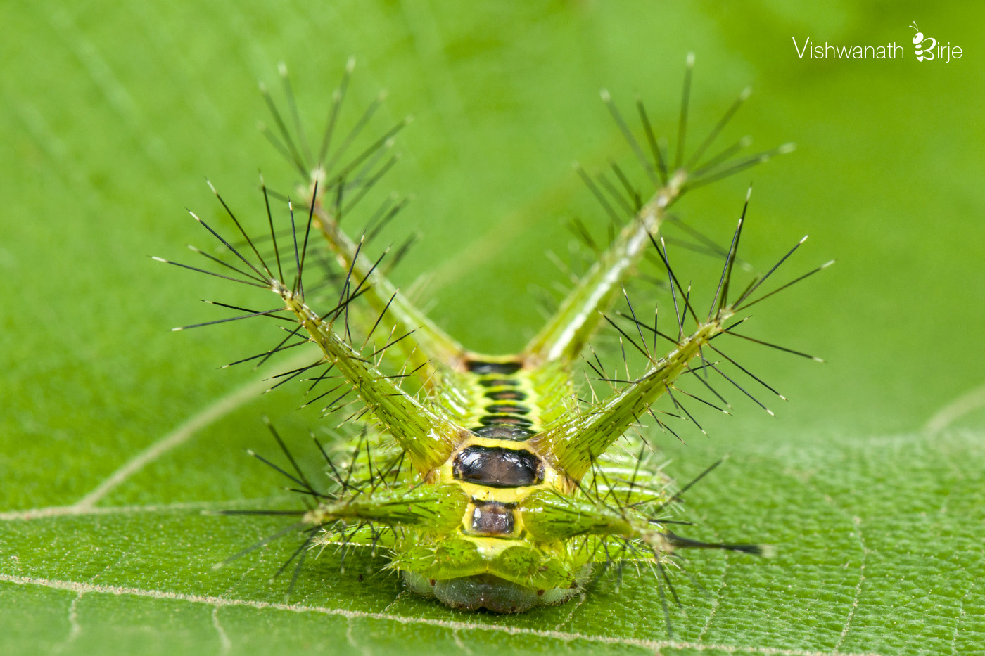 Nikon AF-S DX Micro-Nikkor 85mm F3.5G ED VR sample photo. Limacodidae moth caterpillar photography