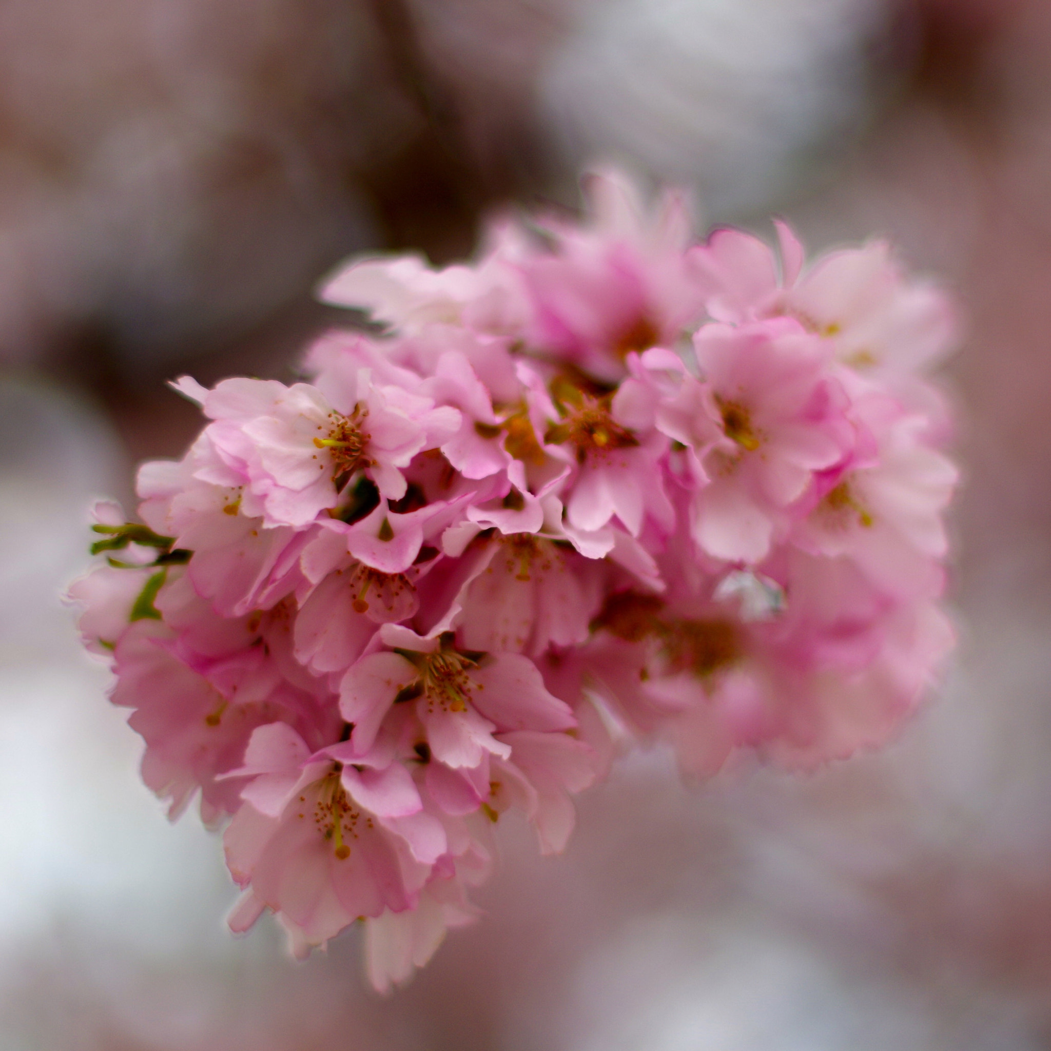 Pentax K-50 + Pentax smc FA 50mm F1.4 sample photo