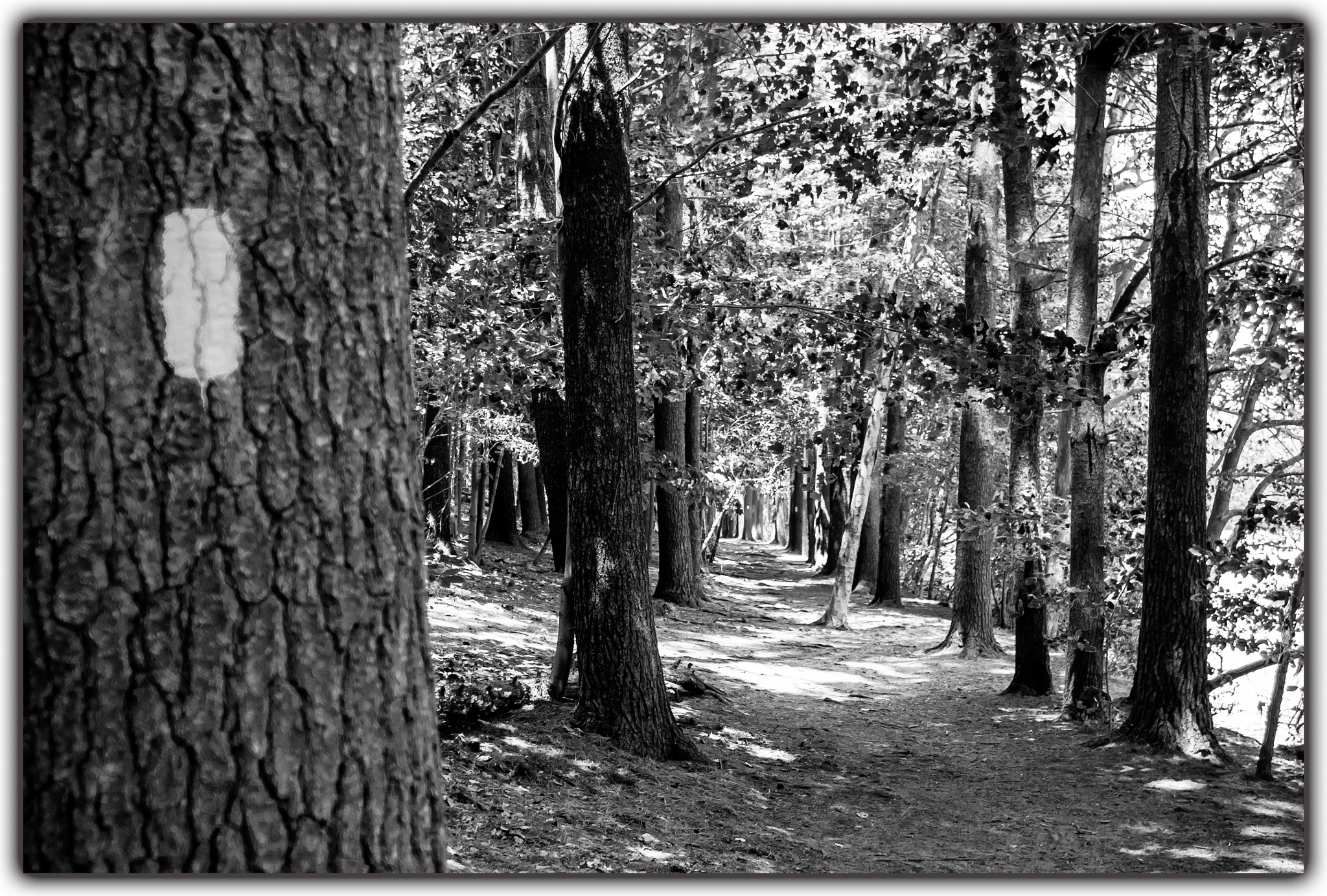 Pentax K-x + smc PENTAX-FA 28-80mm F3.5-5.6 AL sample photo. The trail around guiffrida park photography