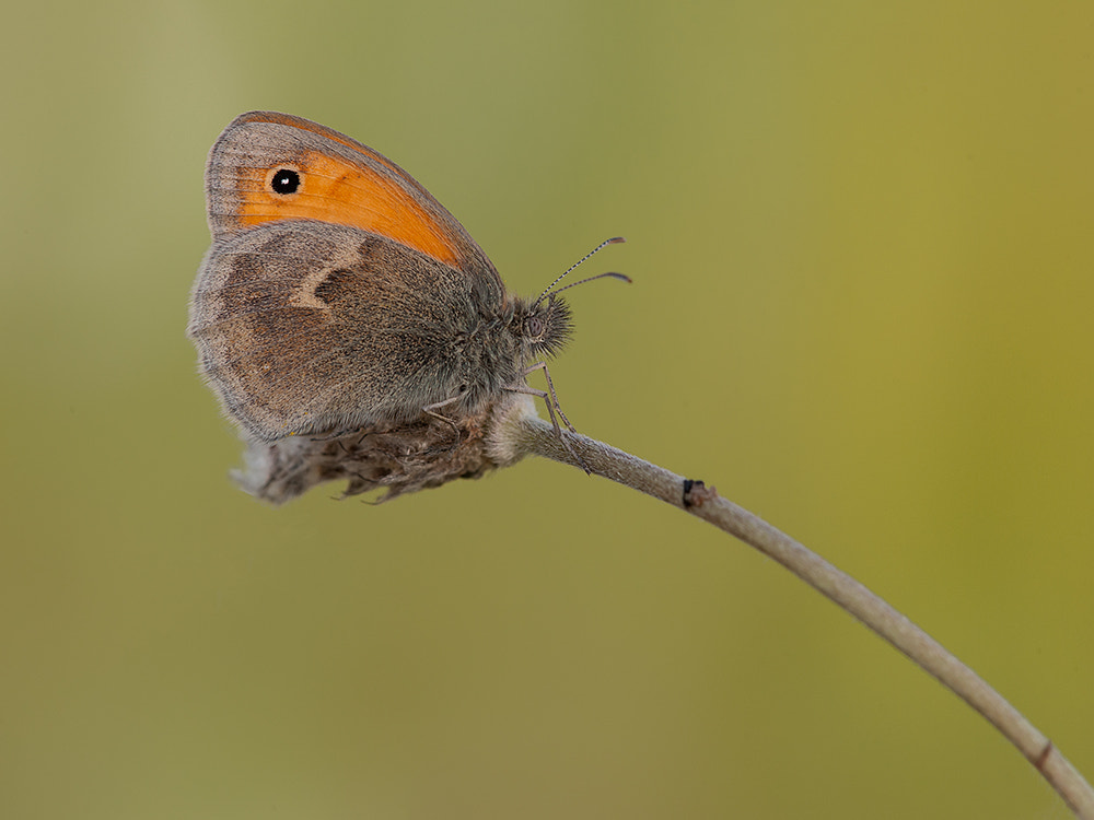 Nikon D700 + Nikon AF Micro-Nikkor 200mm F4D ED-IF sample photo. Coenonympha pamphilus photography
