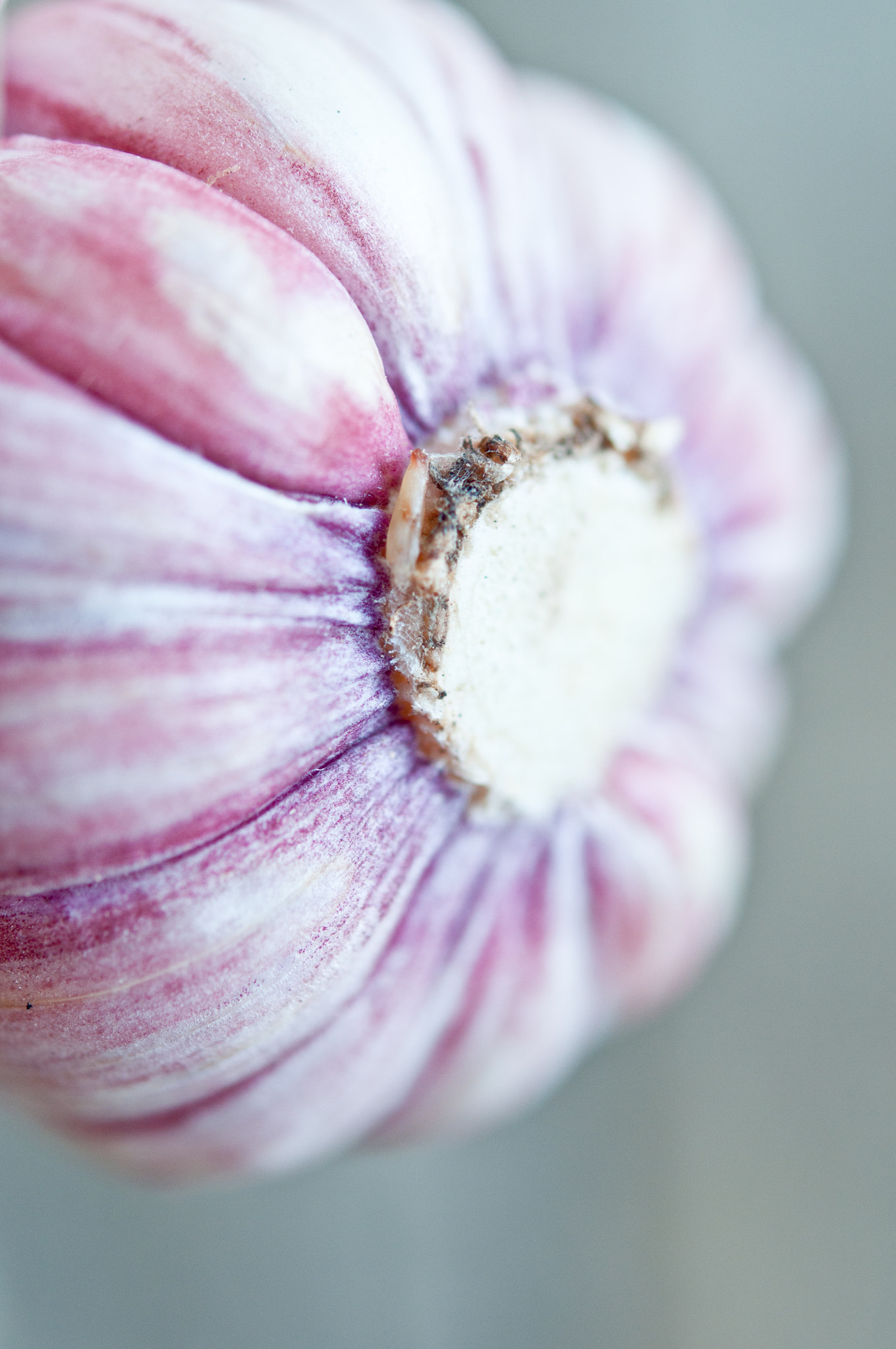 Nikon AF-S Micro-Nikkor 60mm F2.8G ED sample photo. Garlic photography