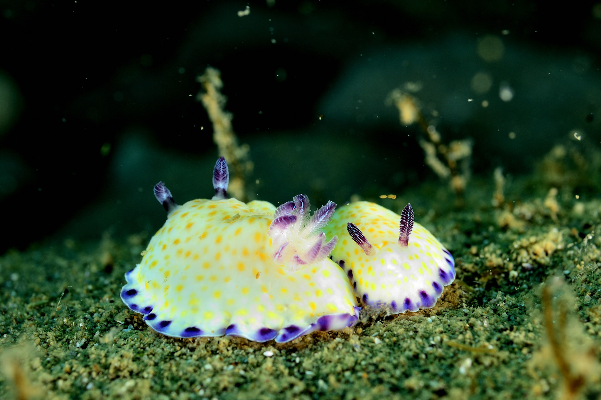 Nikon D200 + Nikon AF Micro-Nikkor 60mm F2.8D sample photo. Common sea slug photography