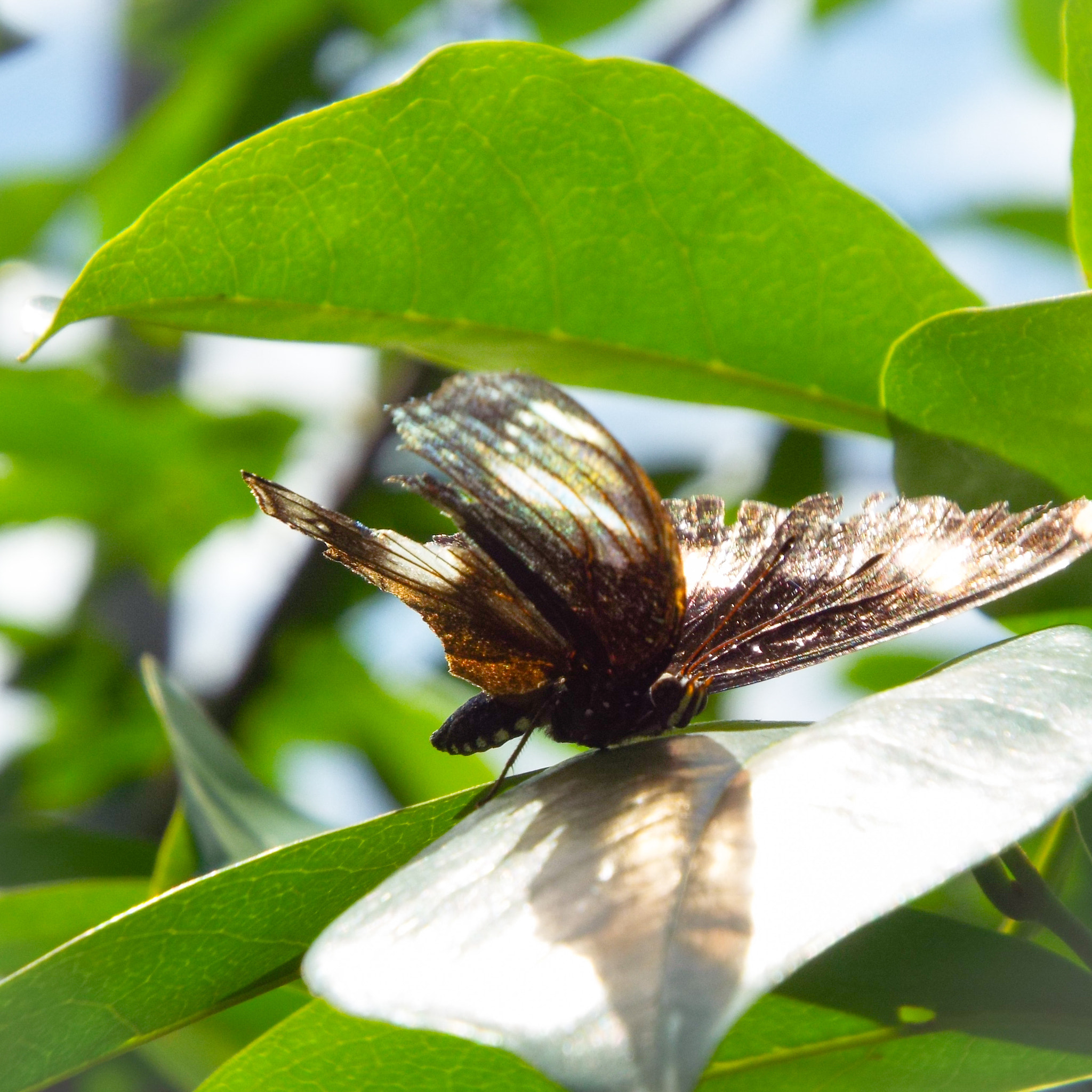 Fujifilm FinePix S9400W sample photo. Dark butterfly photography