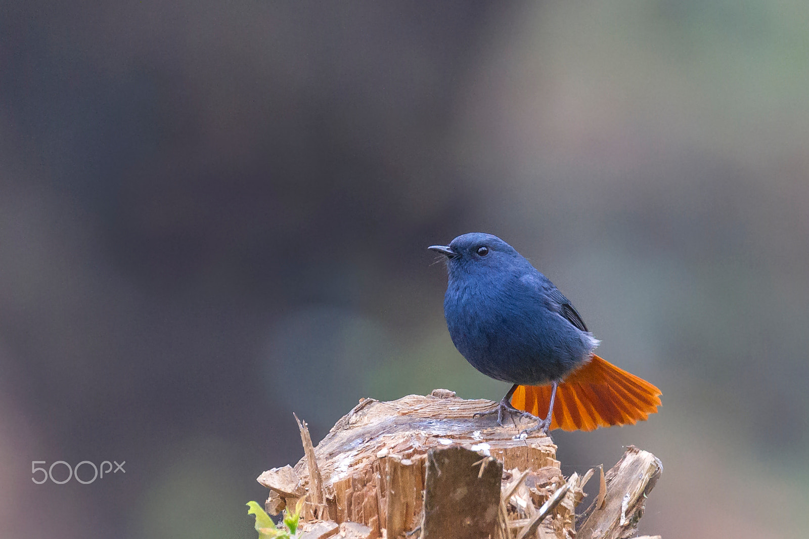 Canon EF 100-400mm F4.5-5.6L IS II USM sample photo. Lonely beauty:plumbeous water redstart photography