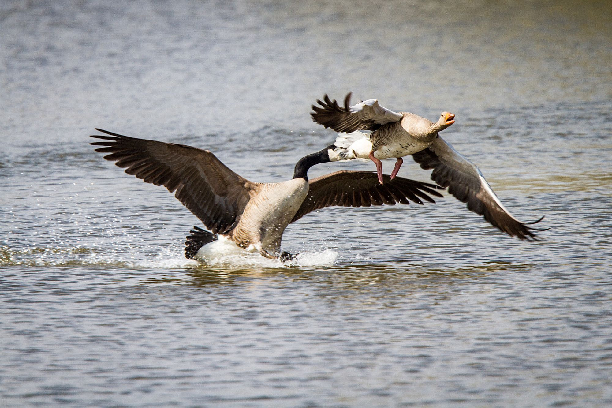 Canon EF 300mm F2.8L IS USM sample photo. A moment of fear photography