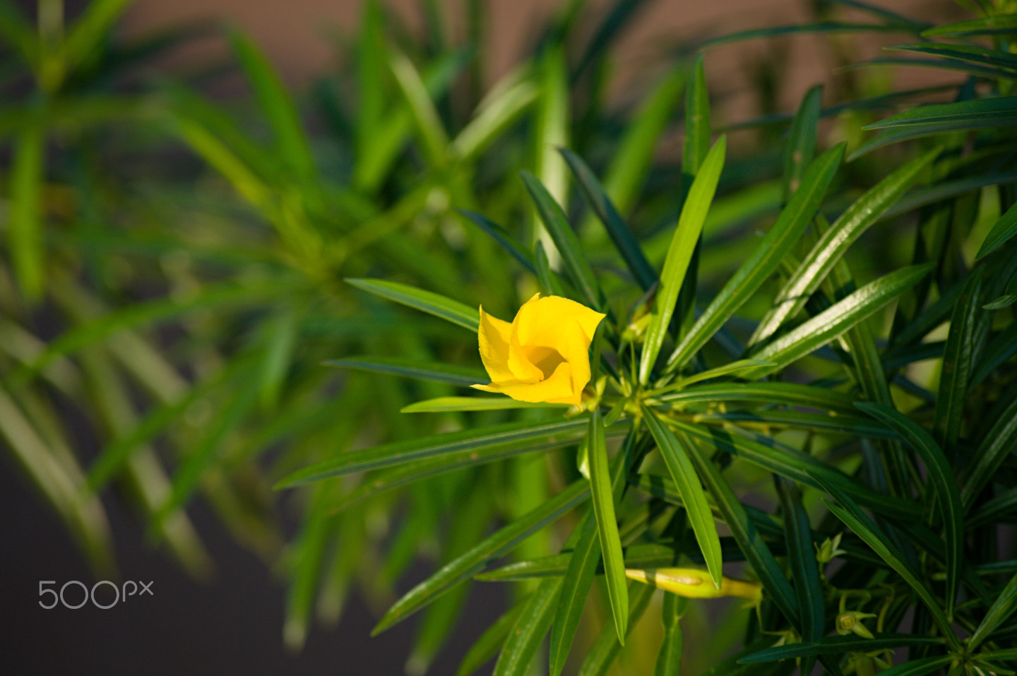 55.00 - 200.00 mm f/4.0 - 5.6 sample photo. Unknown flower photography